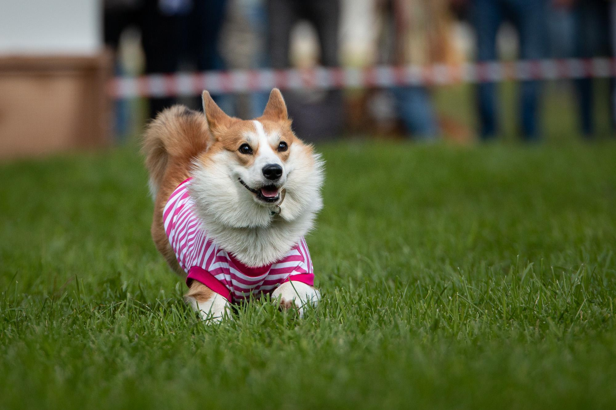 Репортаж с КоргиФеста в Гребнево. Фотограф анималист, семейный фотограф, фотограф собак Комратова Мария. г. Москва