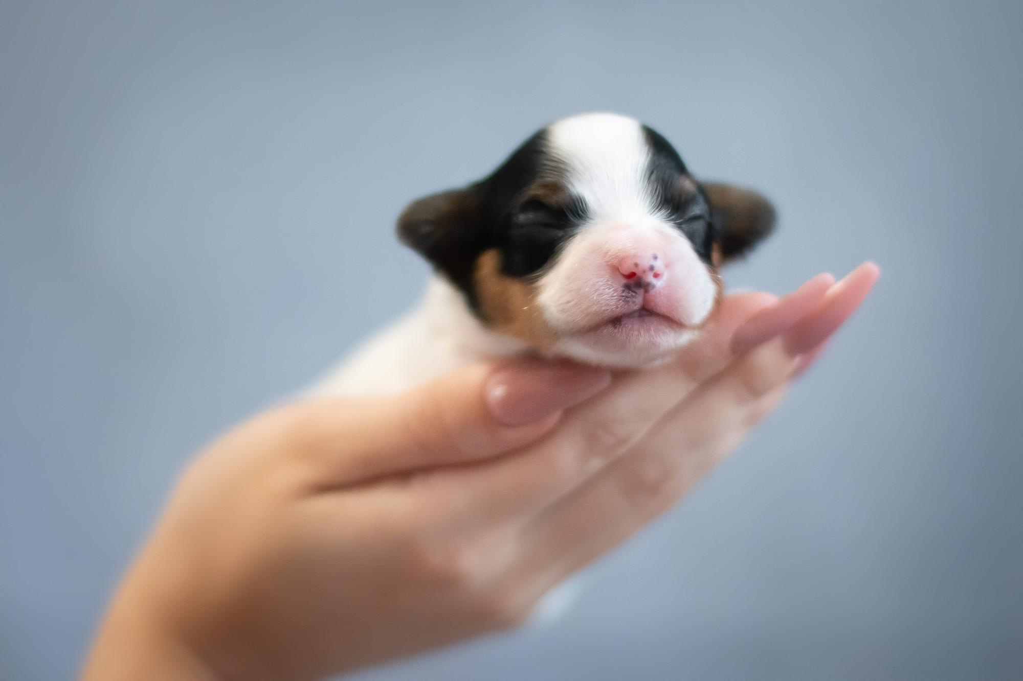 Съемка ньюборн, фото помета щенков папийона. Фотограф анималист, семейный фотограф, фотограф собак Комратова Мария. г. Москва
