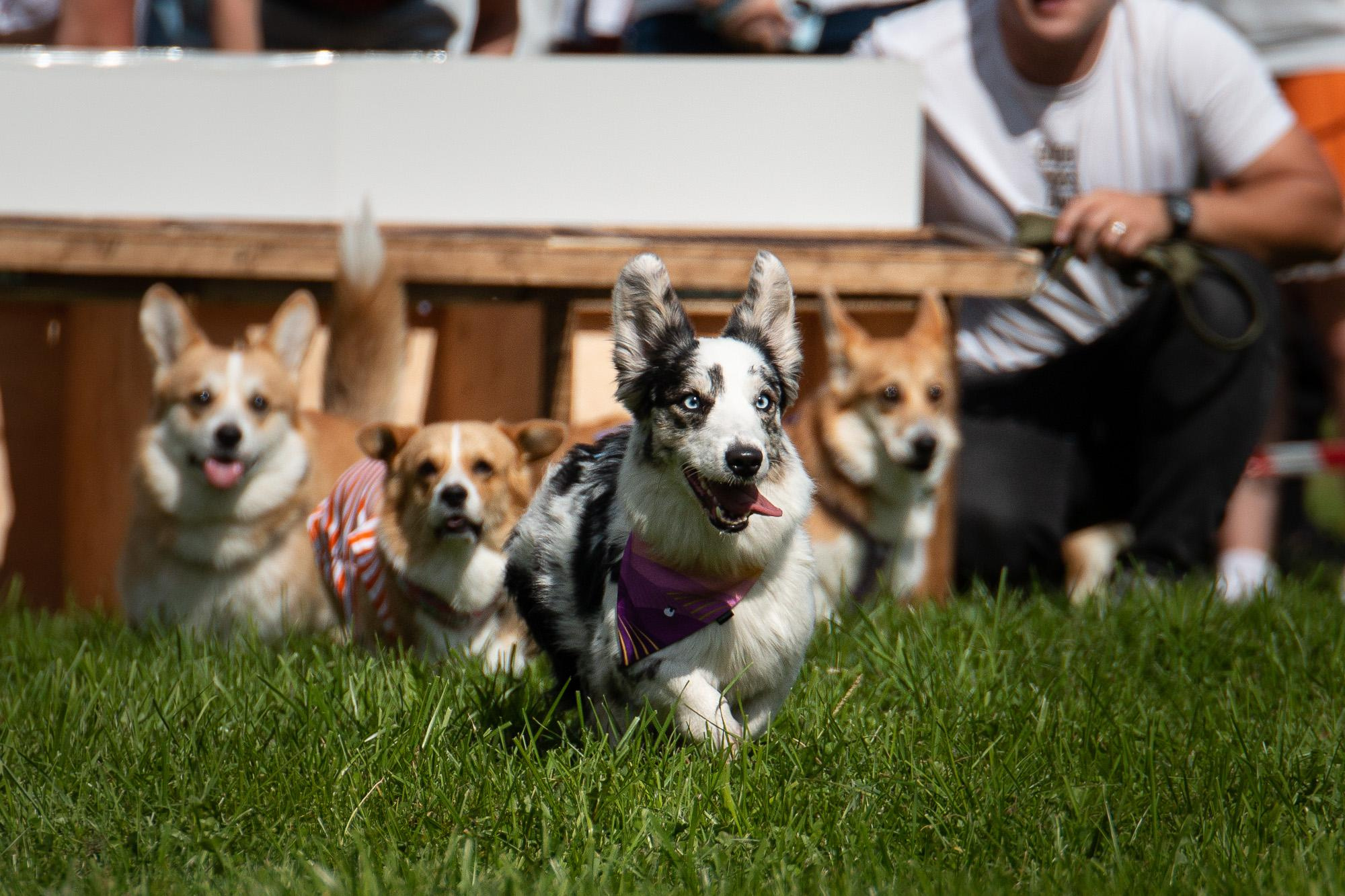Репортаж с КоргиФеста в Гребнево. Фотограф анималист, семейный фотограф, фотограф собак Комратова Мария. г. Москва