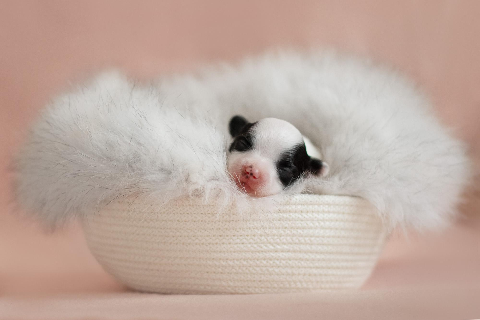 Съемка ньюборн, фото помета щенков папийона. Фотограф анималист, семейный фотограф, фотограф собак Комратова Мария. г. Москва