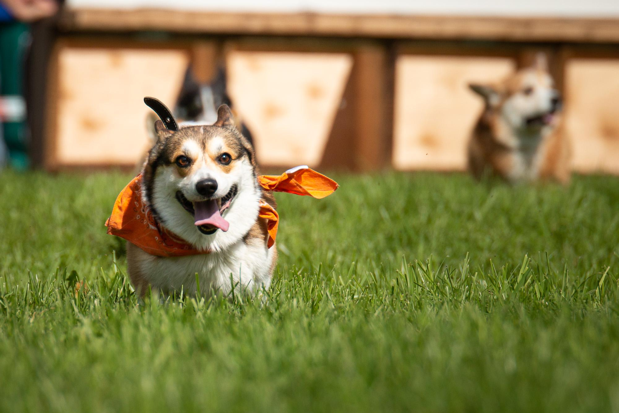 Репортаж с КоргиФеста в Гребнево. Фотограф анималист, семейный фотограф, фотограф собак Комратова Мария. г. Москва