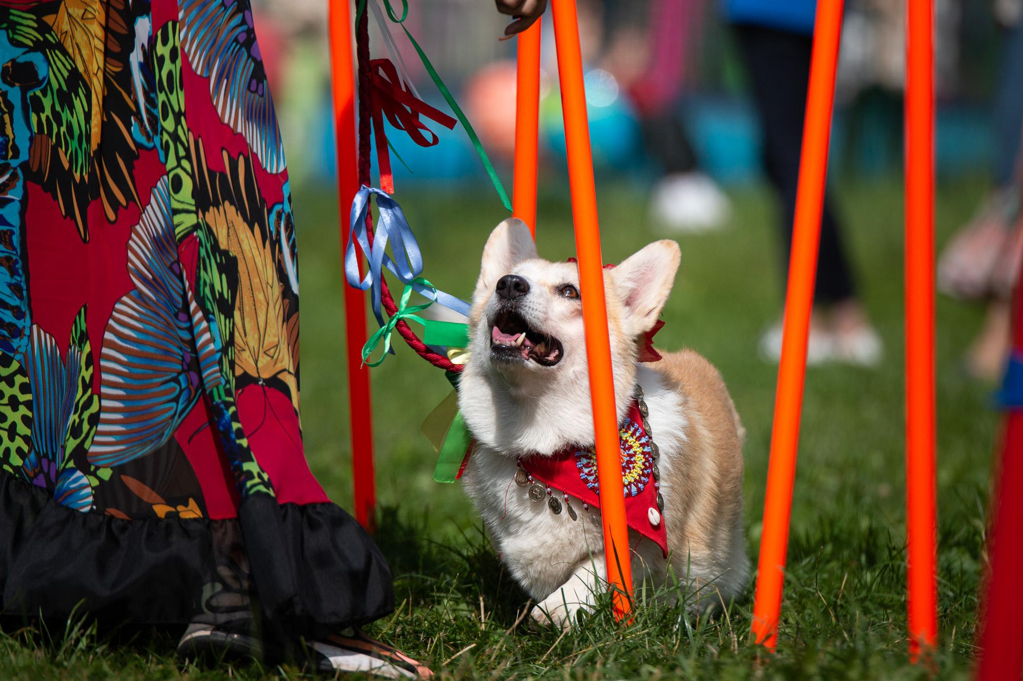 Репортаж с КоргиФеста в Гребнево. Фотограф анималист, семейный фотограф, фотограф собак Комратова Мария. г. Москва