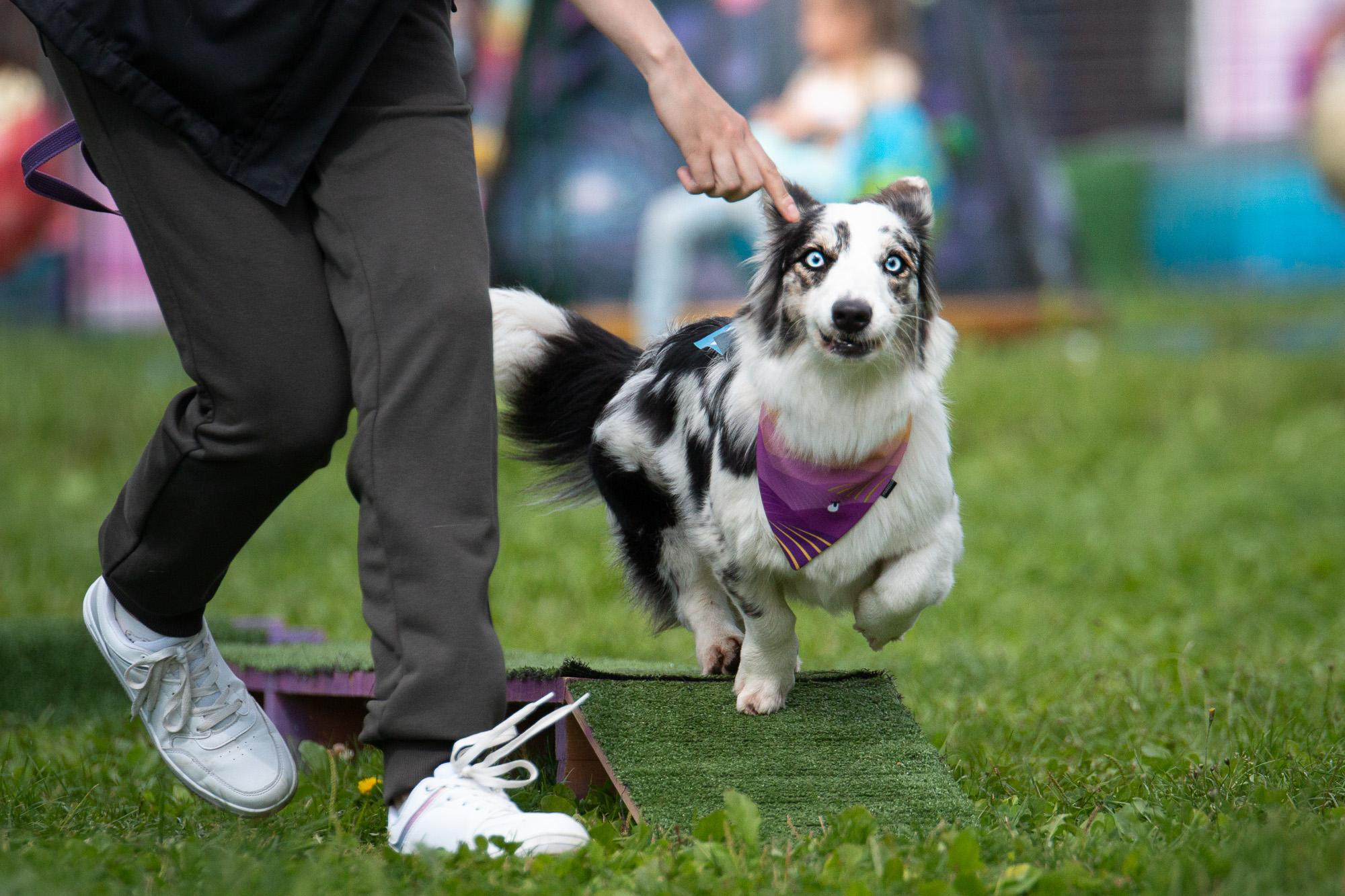 Репортаж с КоргиФеста в Гребнево. Фотограф анималист, семейный фотограф, фотограф собак Комратова Мария. г. Москва