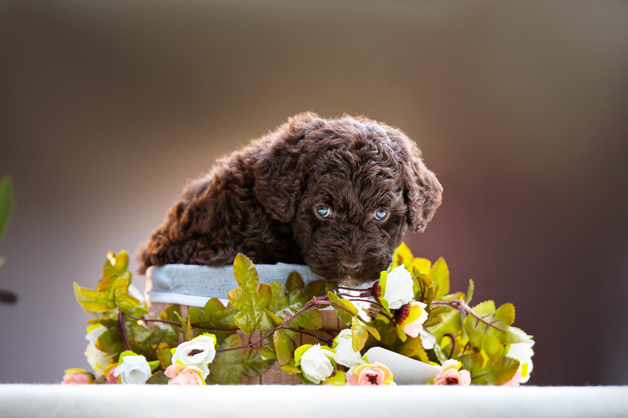Испанские Водяные Собаки. Фотограф анималист, семейный фотограф, фотограф собак Комратова Мария. г. Москва