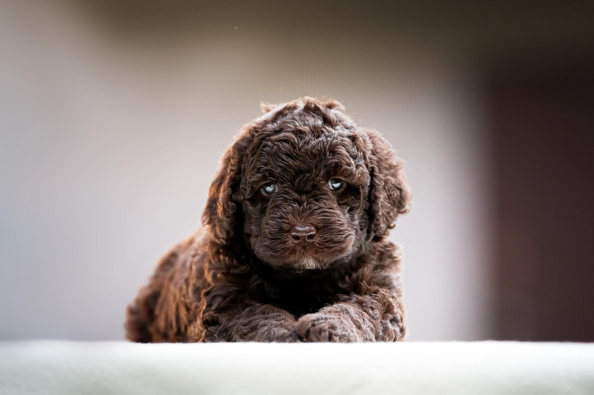Испанские Водяные Собаки. Фотограф анималист, семейный фотограф, фотограф собак Комратова Мария. г. Москва