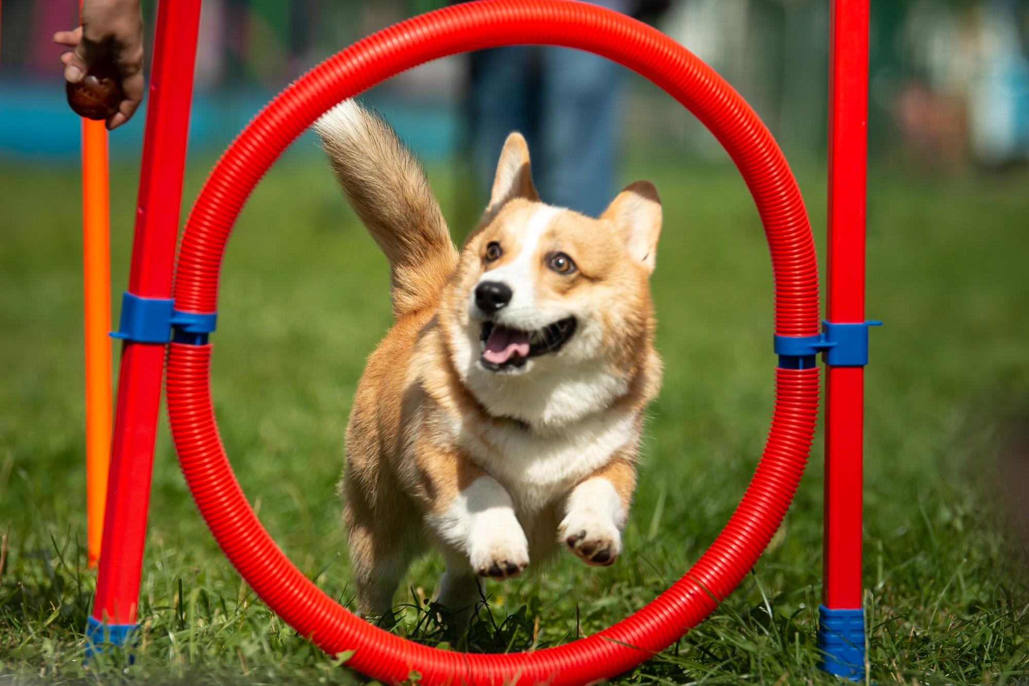 Репортаж с КоргиФеста в Гребнево. Фотограф анималист, семейный фотограф, фотограф собак Комратова Мария. г. Москва