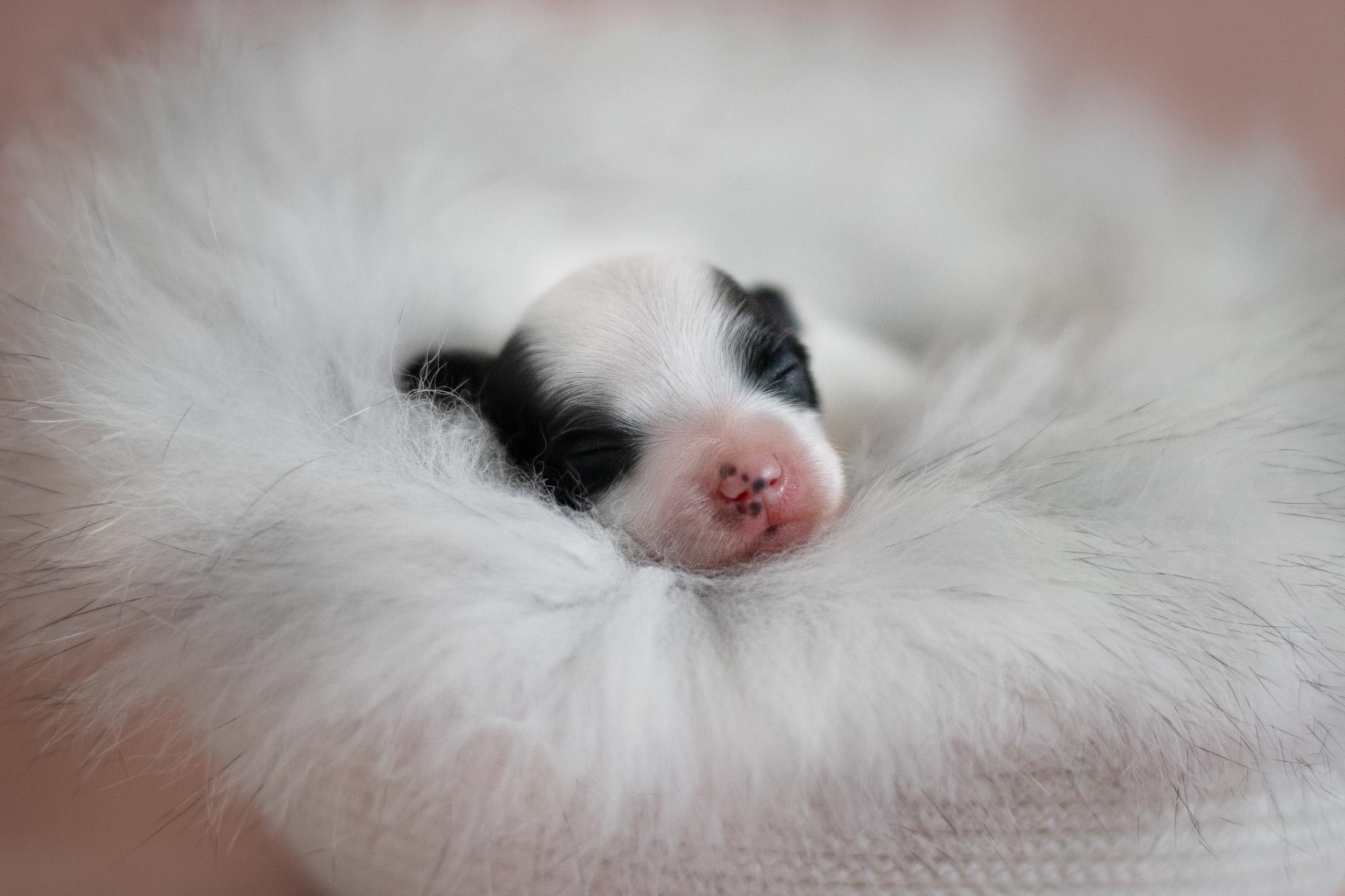 Съемка ньюборн, фото помета щенков папийона. Фотограф анималист, семейный фотограф, фотограф собак Комратова Мария. г. Москва