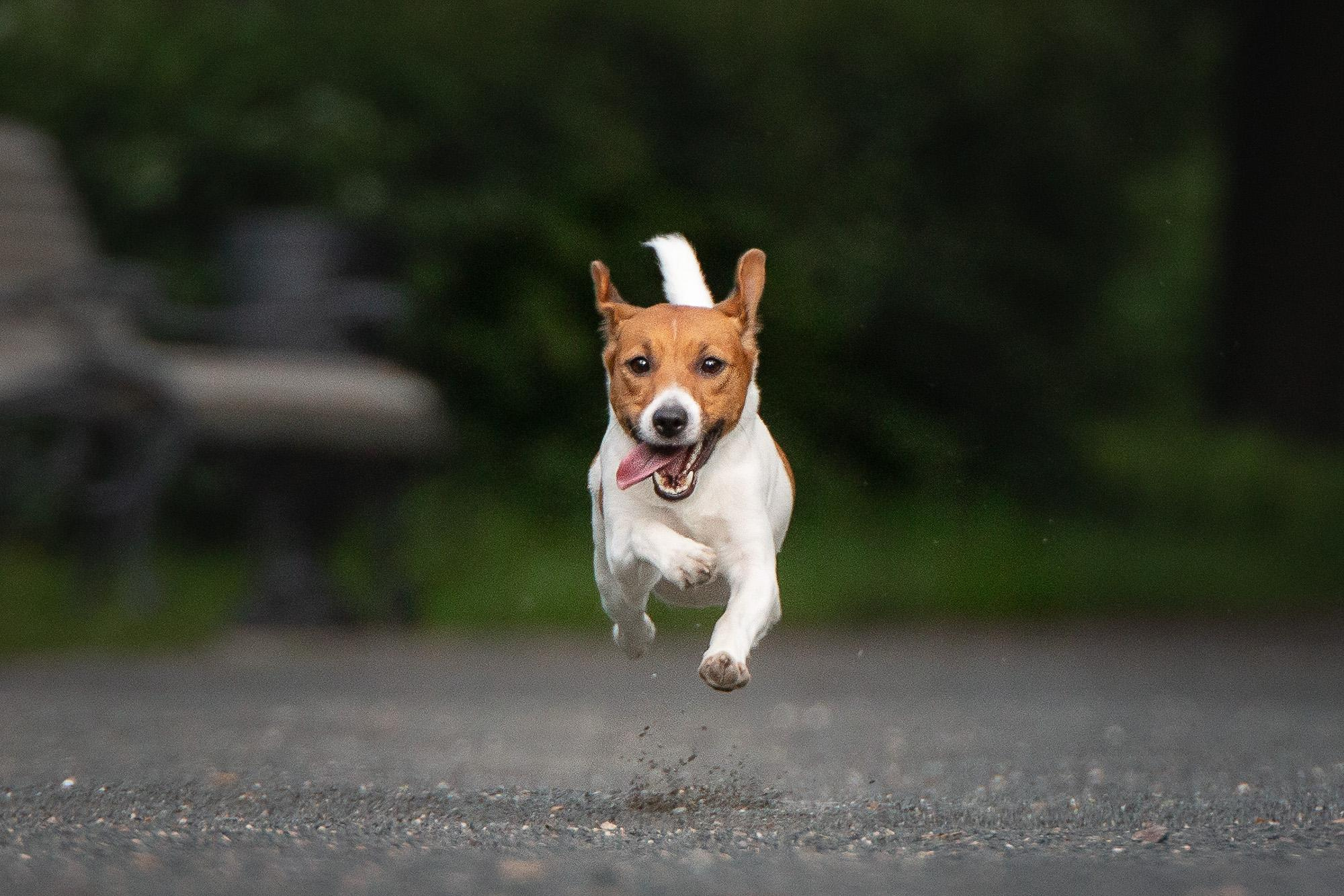 Фотосессия в Коломенском, фото стафф и ДРТ. Фотограф анималист, семейный фотограф, фотограф собак Комратова Мария. г. Москва
