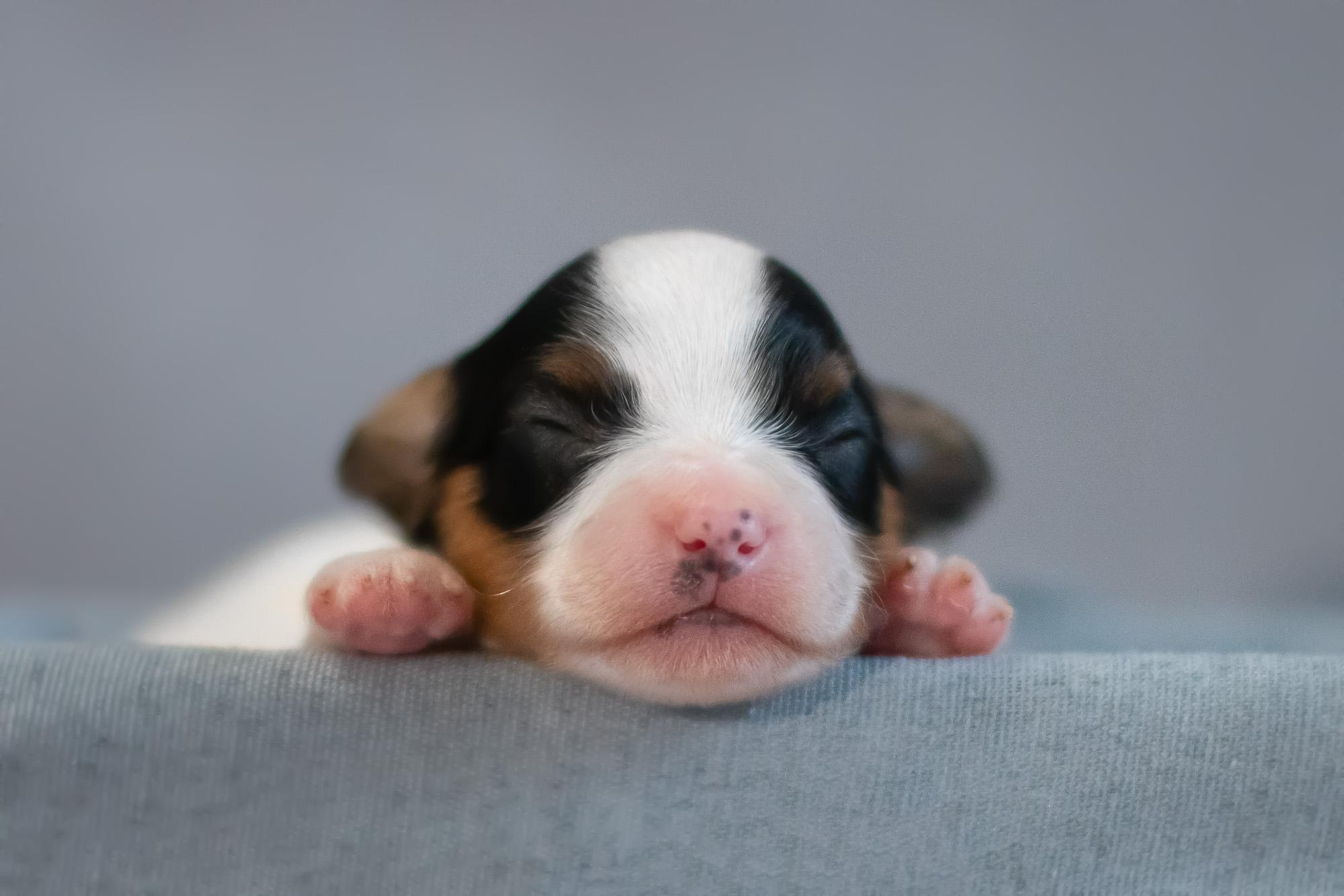 Съемка ньюборн, фото помета щенков папийона. Фотограф анималист, семейный фотограф, фотограф собак Комратова Мария. г. Москва