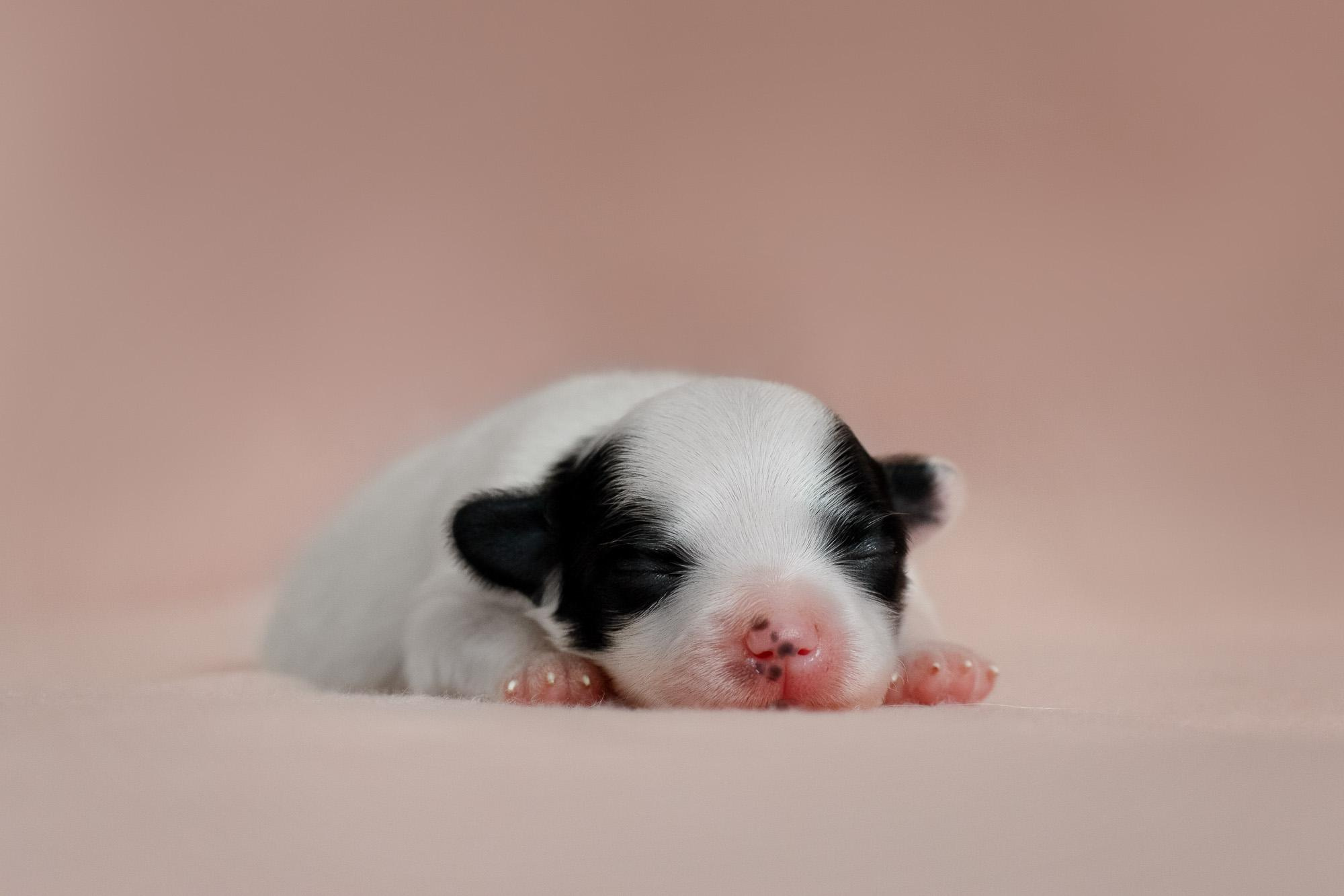 Съемка ньюборн, фото помета щенков папийона. Фотограф анималист, семейный фотограф, фотограф собак Комратова Мария. г. Москва