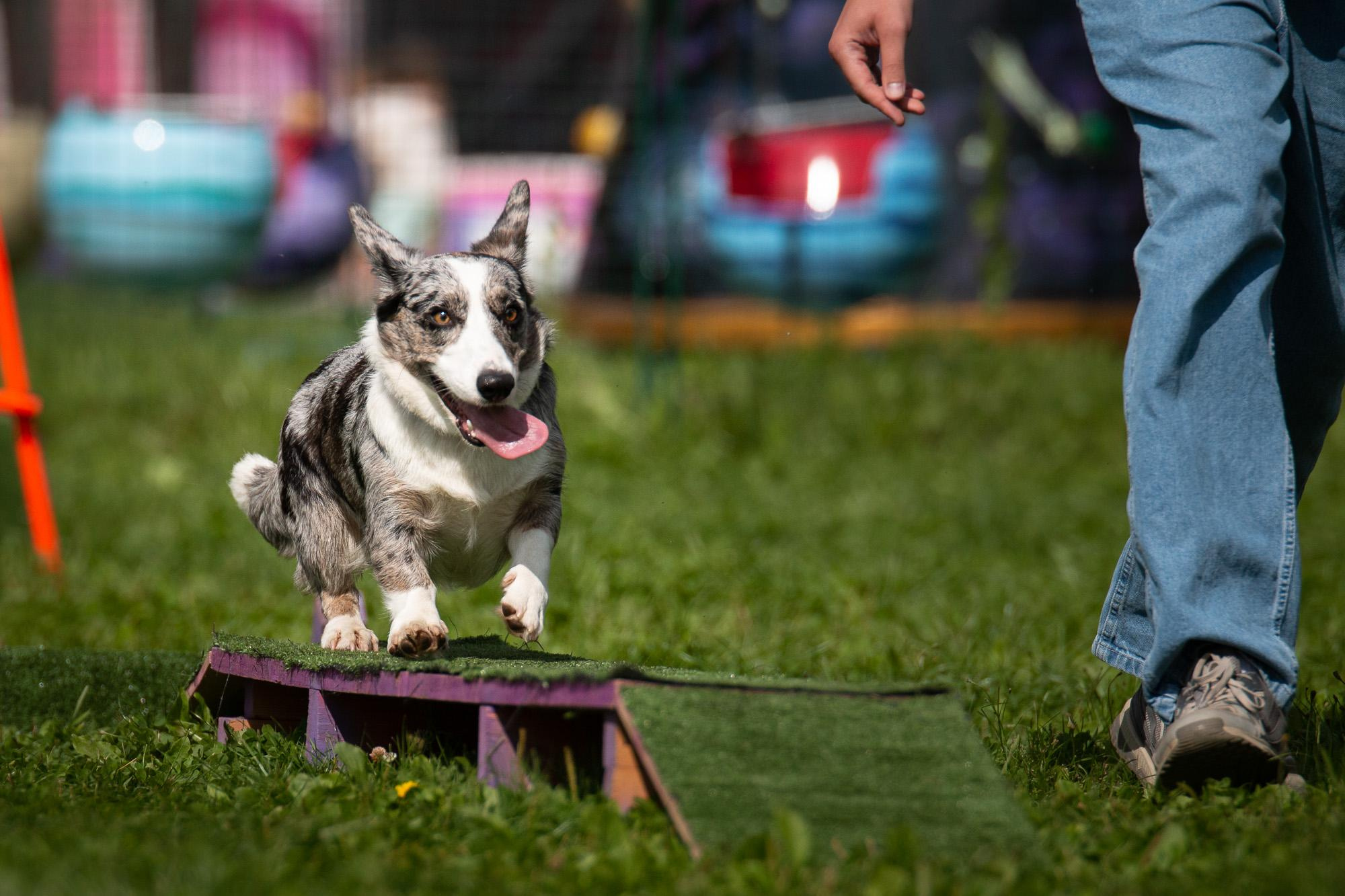 Репортаж с КоргиФеста в Гребнево. Фотограф анималист, семейный фотограф, фотограф собак Комратова Мария. г. Москва