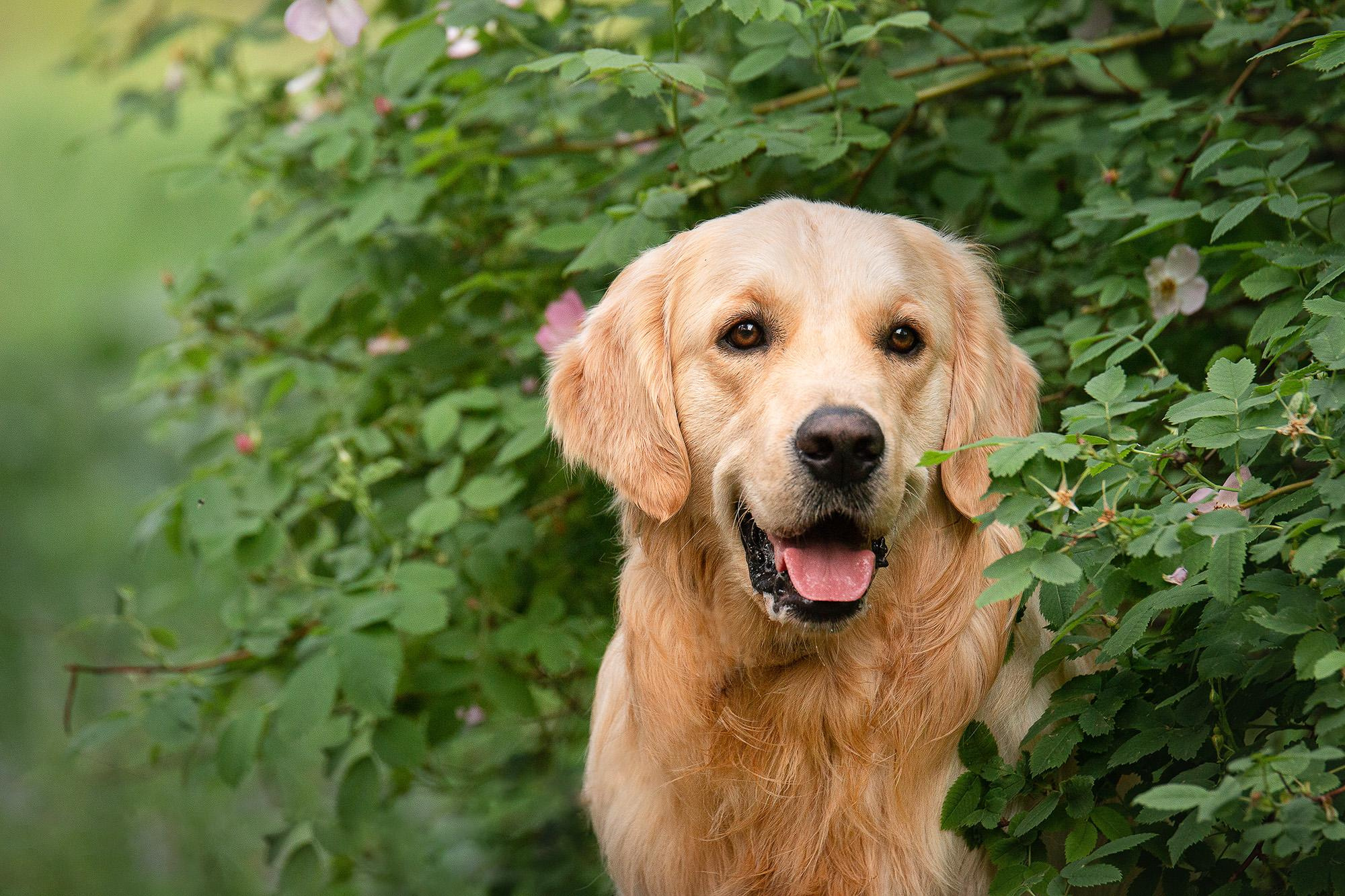 Фотосессия голден ретривер в Новопеределкино. Фотограф анималист, семейный фотограф, фотограф собак Комратова Мария. г. Москва