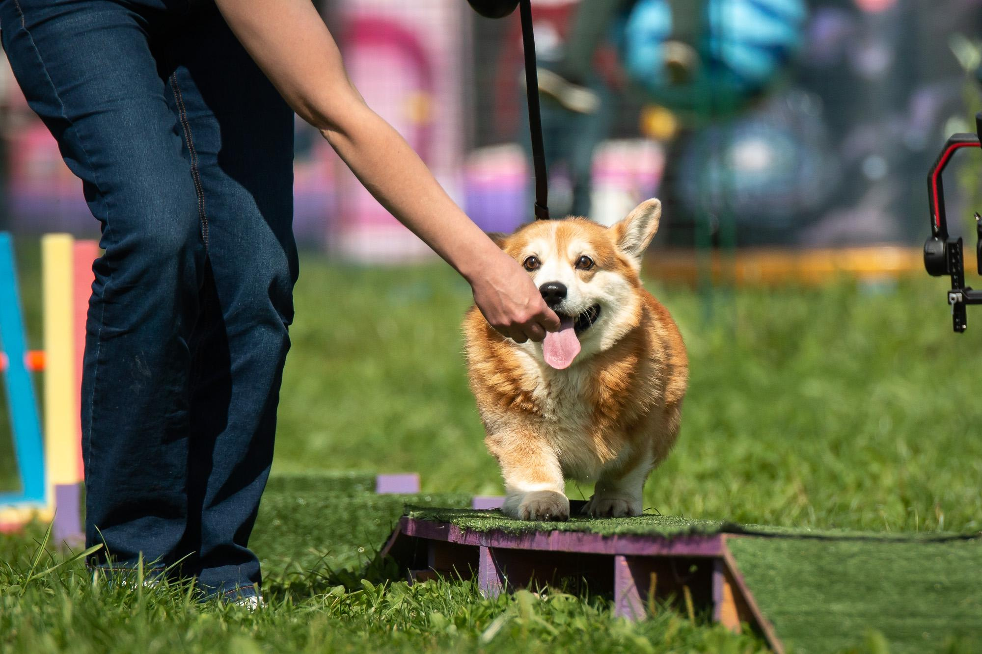 Репортаж с КоргиФеста в Гребнево. Фотограф анималист, семейный фотограф, фотограф собак Комратова Мария. г. Москва