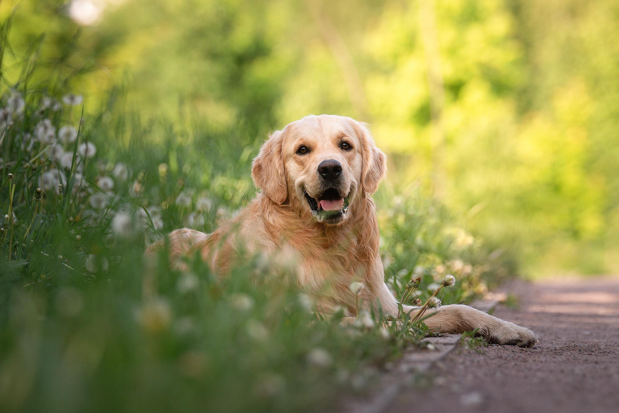 Фотосессия голден ретривер в Новопеределкино. Фотограф анималист, семейный фотограф, фотограф собак Комратова Мария. г. Москва
