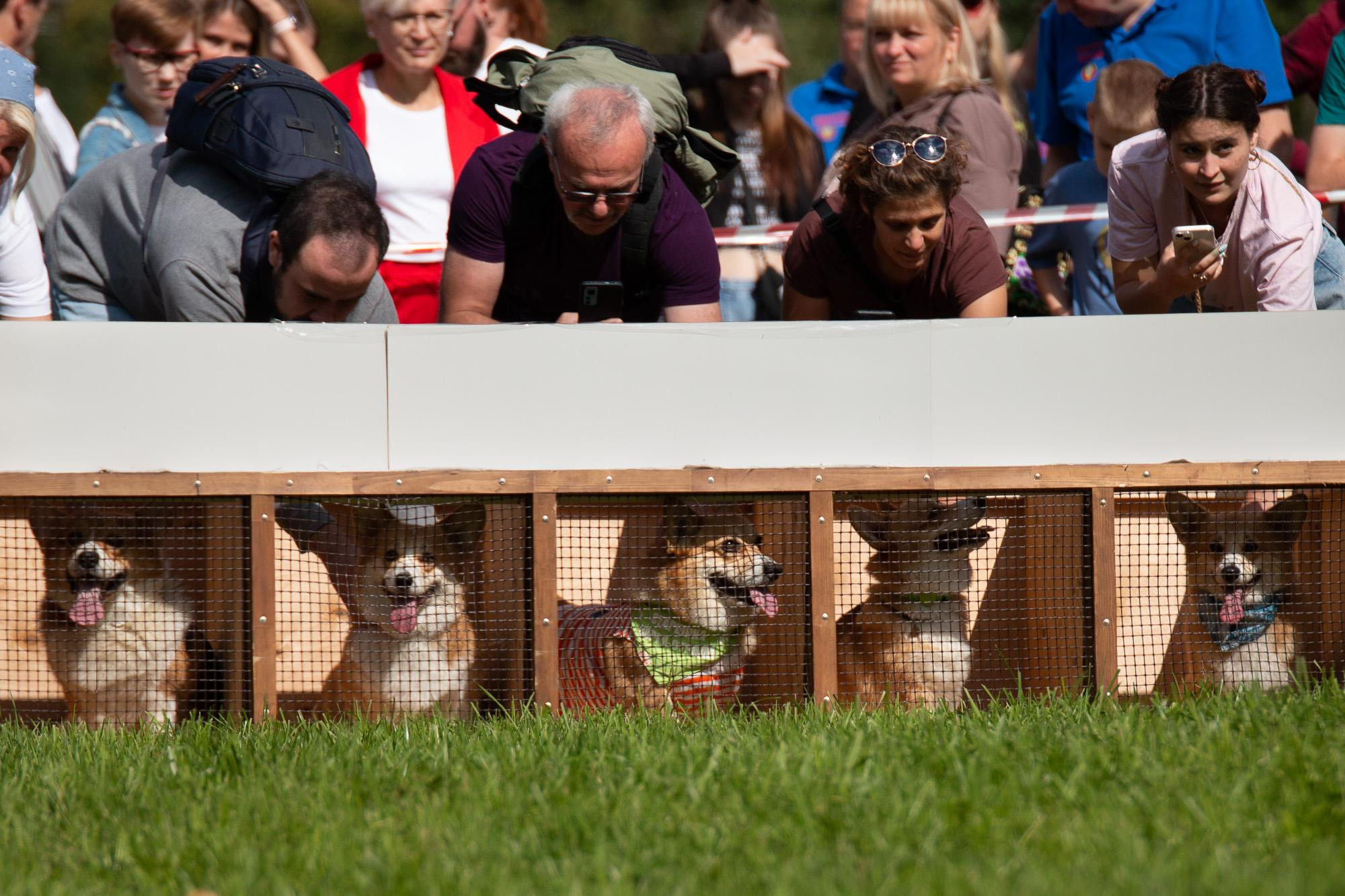 Репортаж с КоргиФеста в Гребнево. Фотограф анималист, семейный фотограф, фотограф собак Комратова Мария. г. Москва