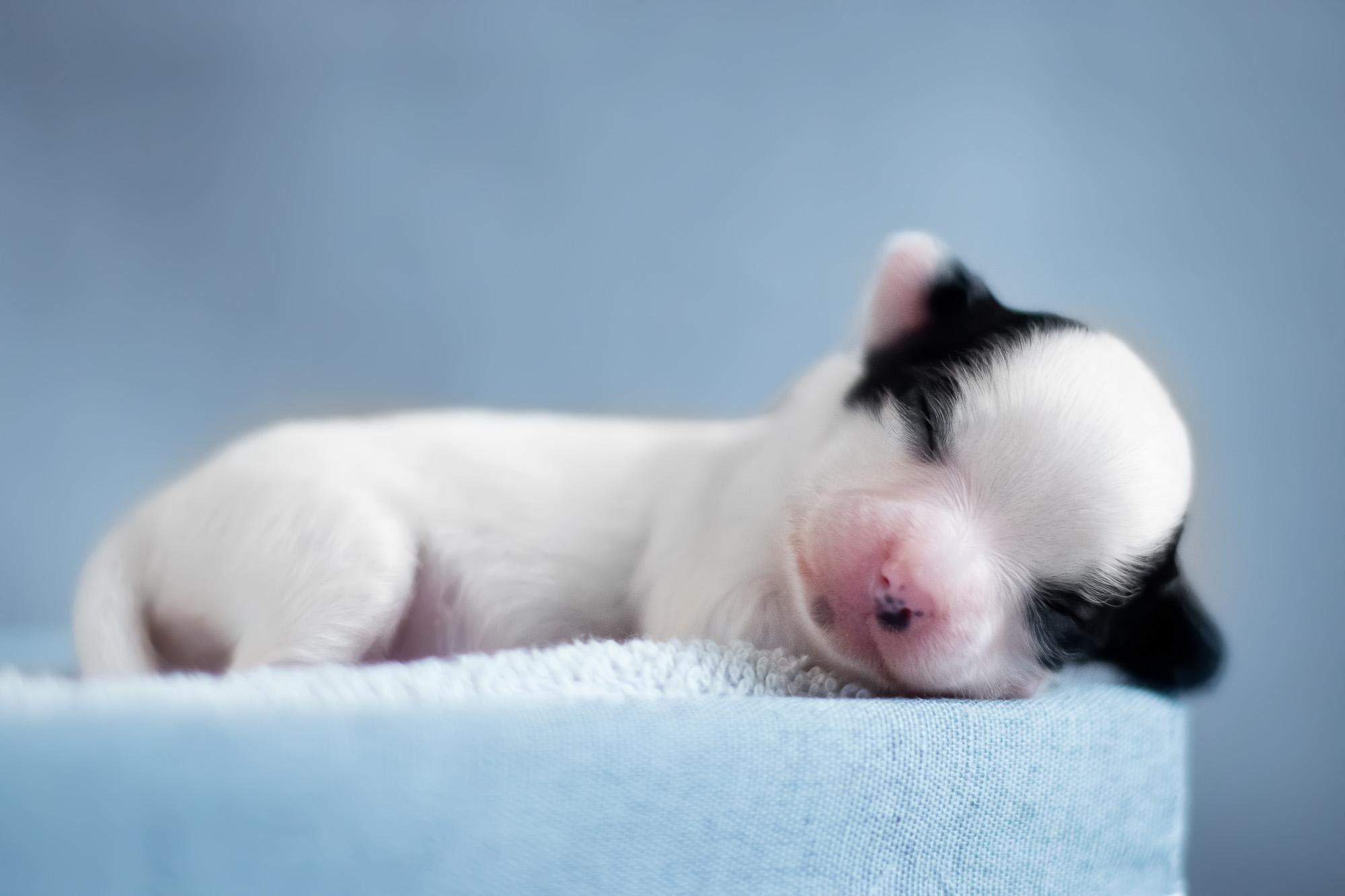 Съемка ньюборн, фото помета щенков папийона. Фотограф анималист, семейный фотограф, фотограф собак Комратова Мария. г. Москва