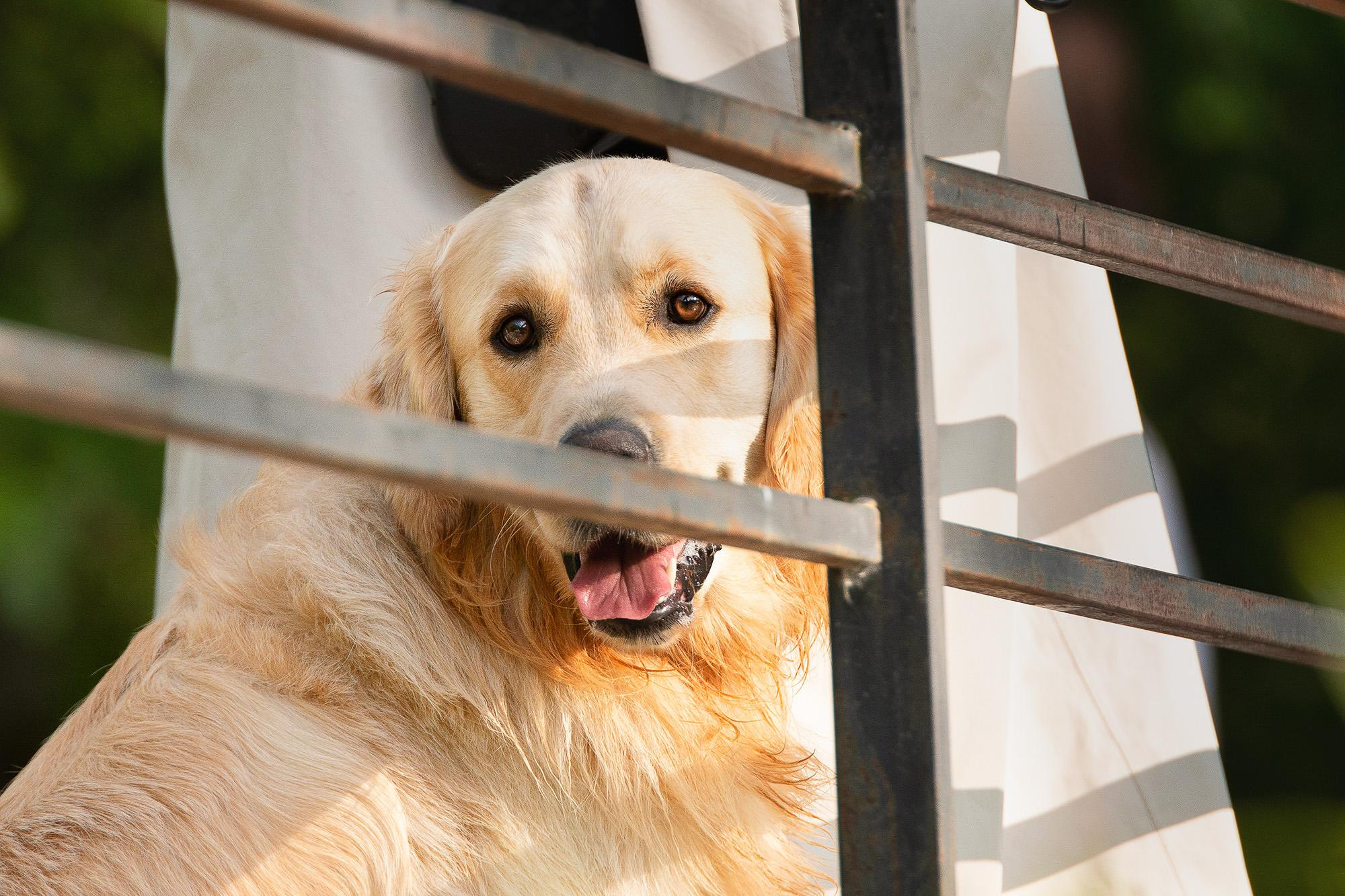 Фотосессия голден ретривер в Новопеределкино. Фотограф анималист, семейный фотограф, фотограф собак Комратова Мария. г. Москва