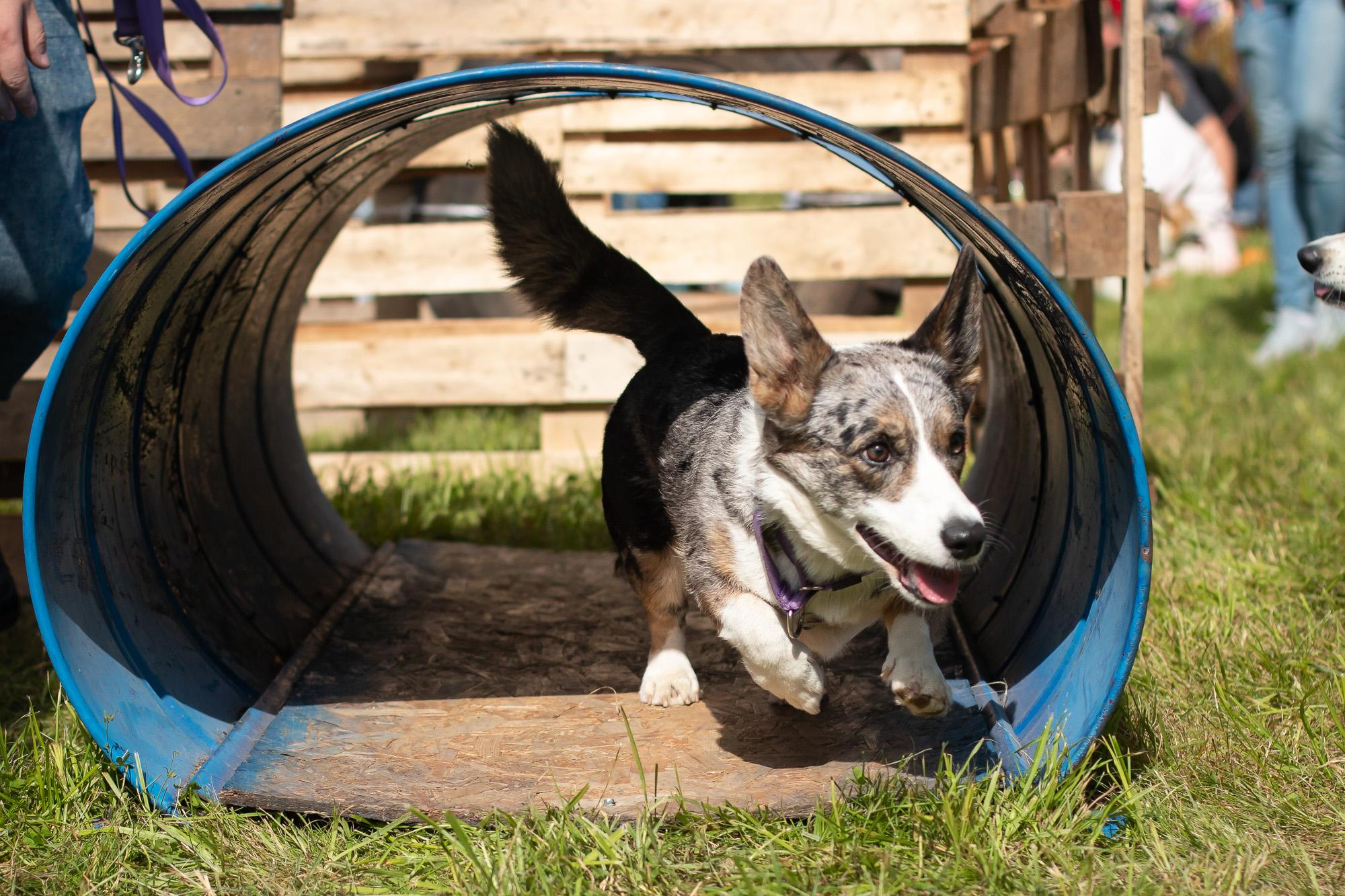 Репортаж с КоргиФеста в Гребнево. Фотограф анималист, семейный фотограф, фотограф собак Комратова Мария. г. Москва