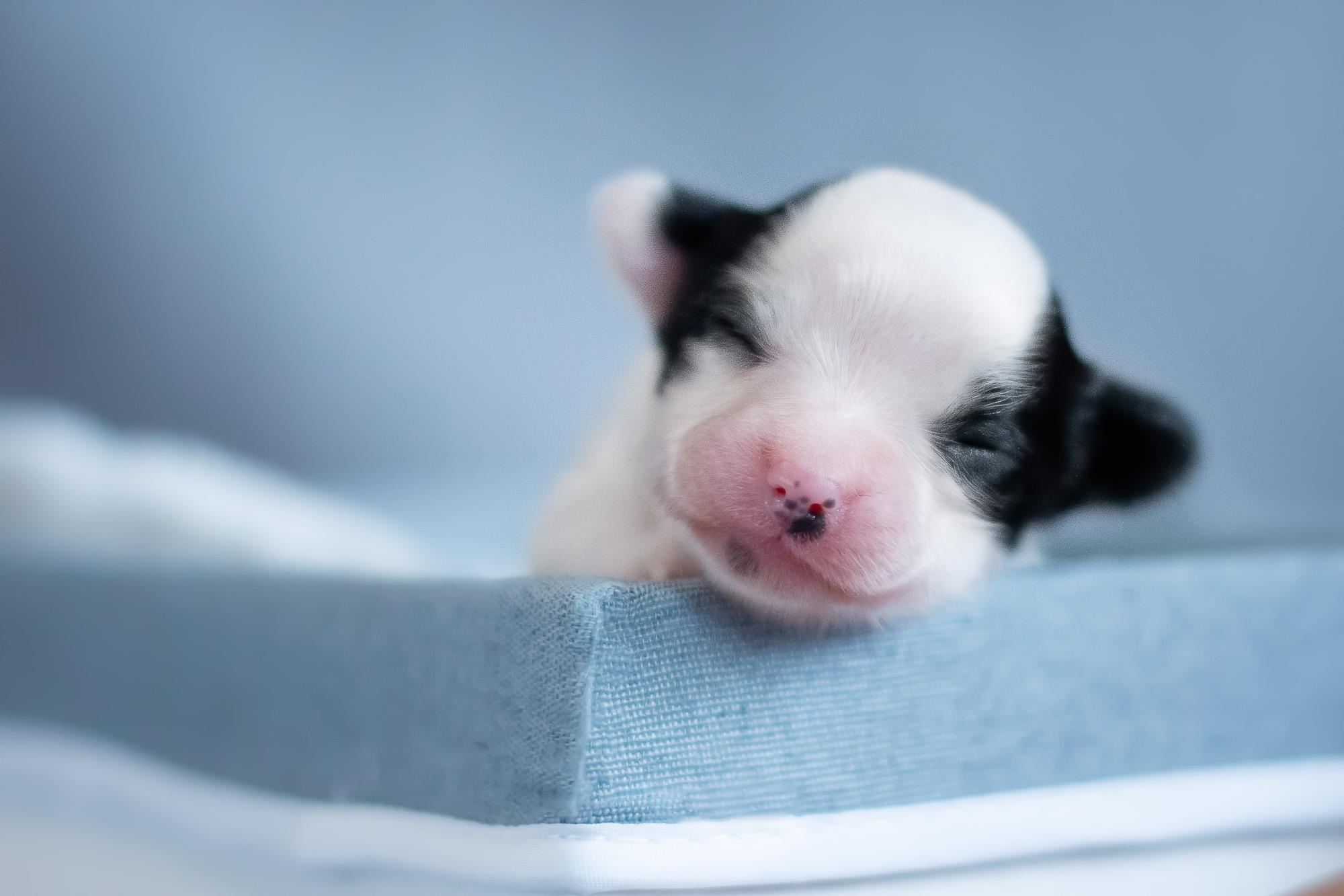 Съемка ньюборн, фото помета щенков папийона. Фотограф анималист, семейный фотограф, фотограф собак Комратова Мария. г. Москва