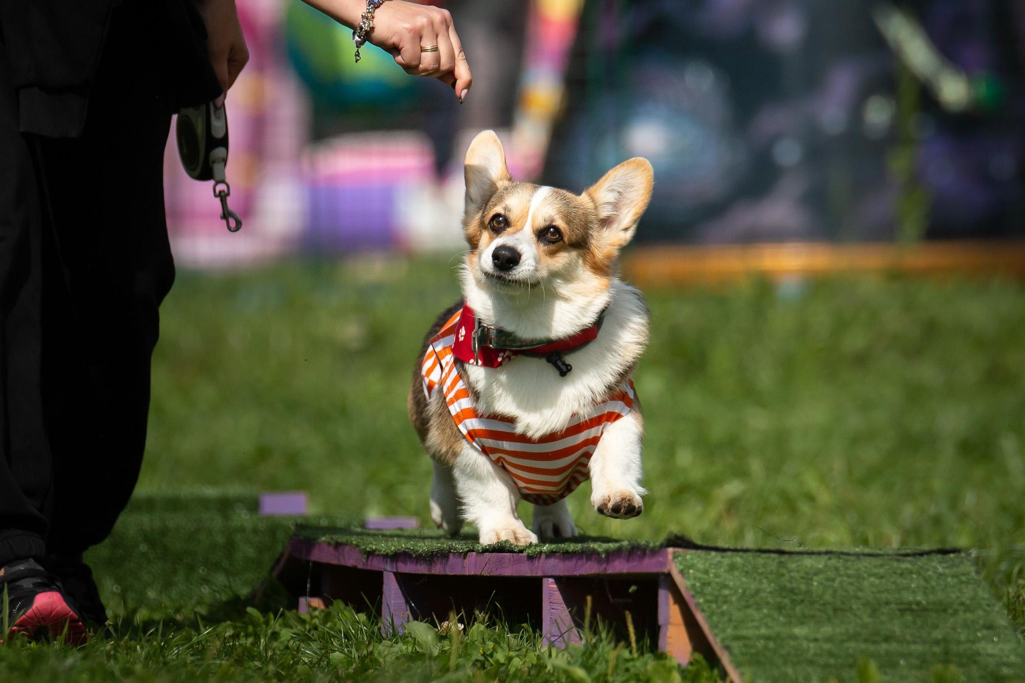 Репортаж с КоргиФеста в Гребнево. Фотограф анималист, семейный фотограф, фотограф собак Комратова Мария. г. Москва