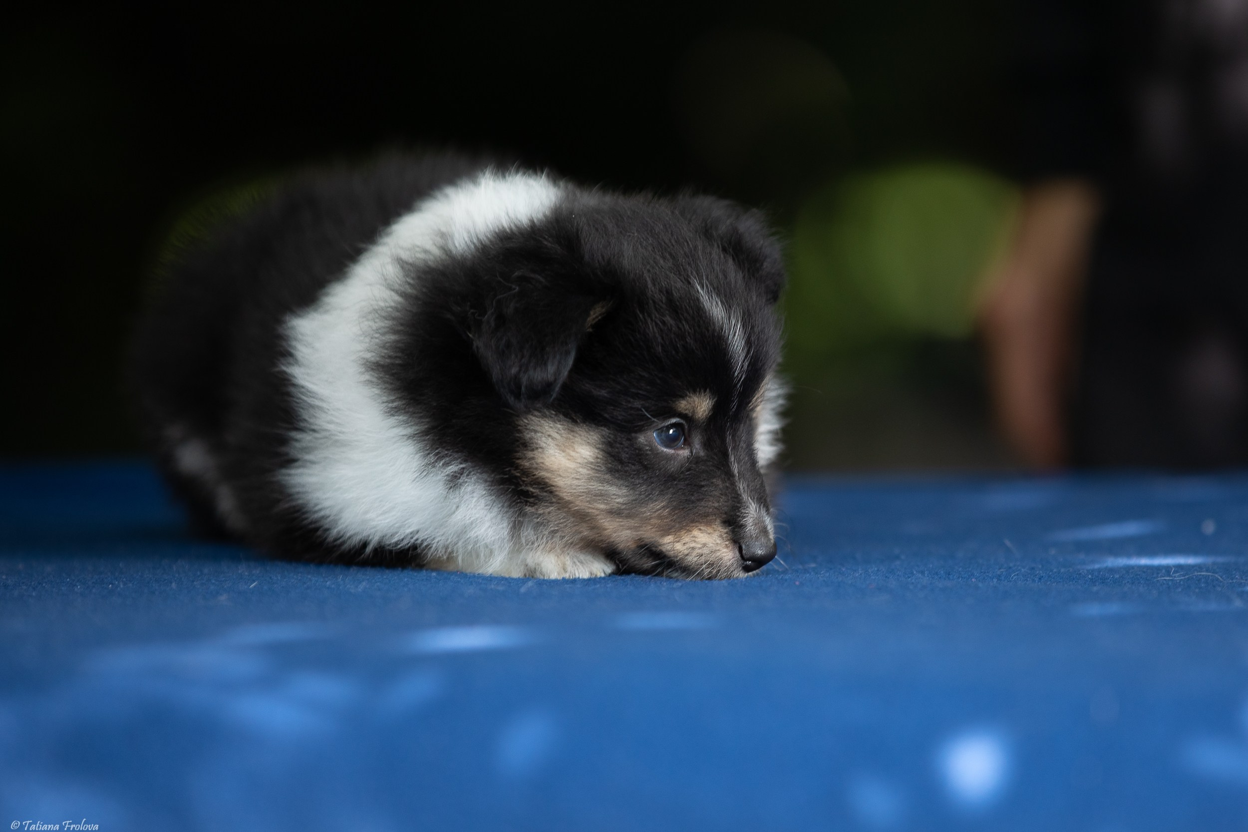 Фото помета щенков для продажи. Фотограф-анималист в Москве и Московской области Татьяна Фролова