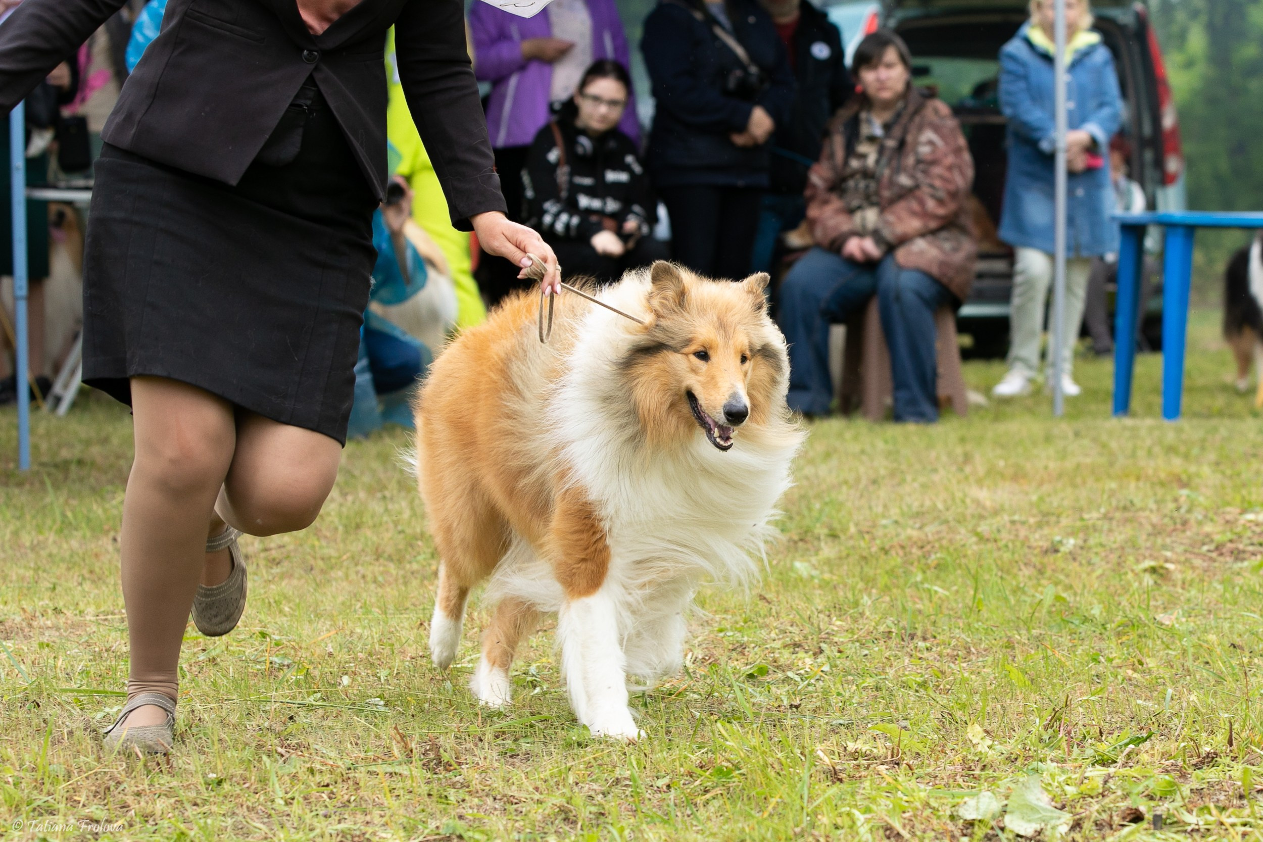 Фотосопровождение выставки собак в Московской области и Москве. Фотограф-анималист в Москве и Московской области Татьяна Фролова
