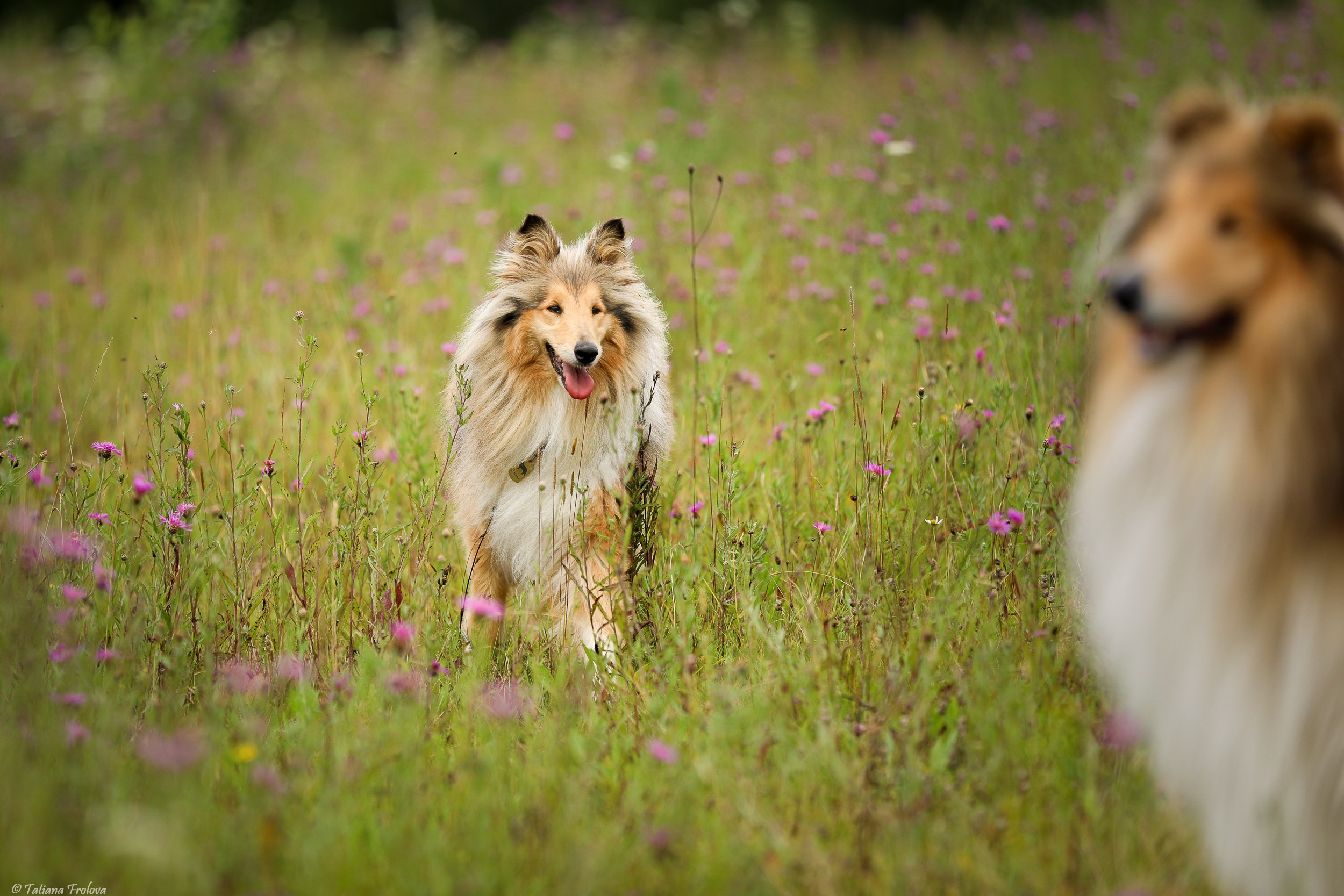 Фотопрогулка для нескольких собак загородом. Фотограф-анималист в Москве и Московской области Татьяна Фролова