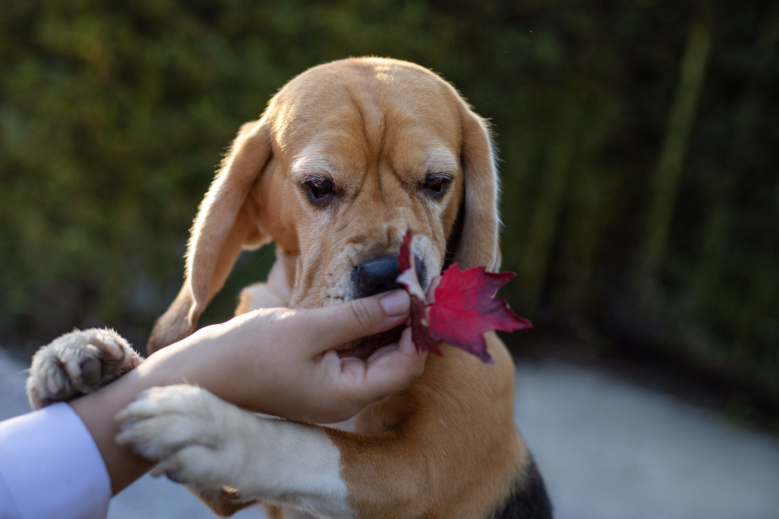 Фотопрогулка с Татьяной и биглем Евой. Фотограф-анималист в Москве и Московской области Татьяна Фролова