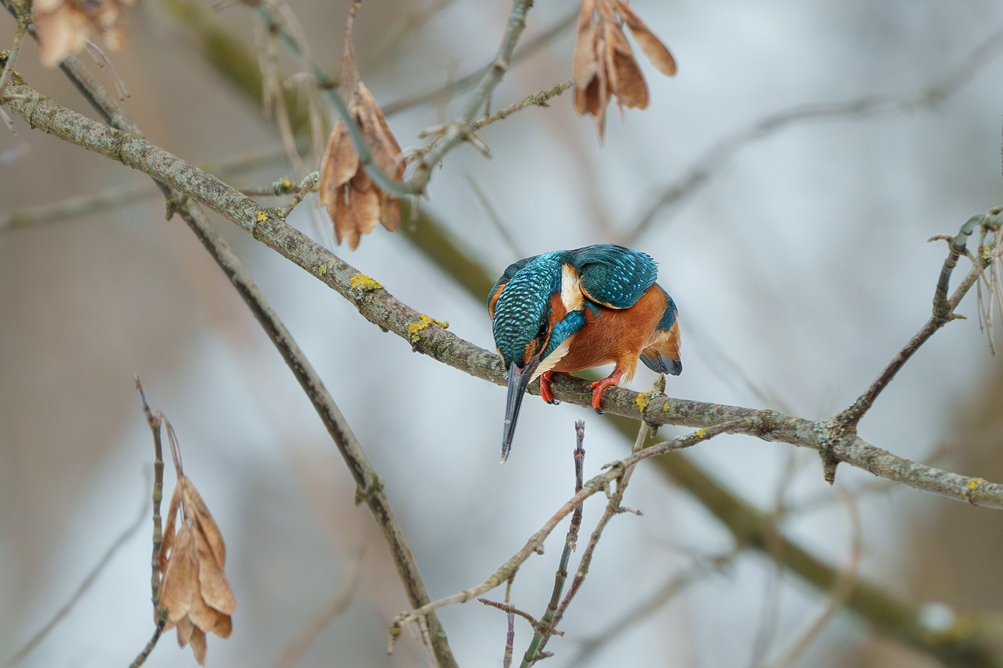 Удивительные мир птиц. Вокруг нас столько прекрасного — присмотритесь!. Ваш личный фотограф Марина Волкова