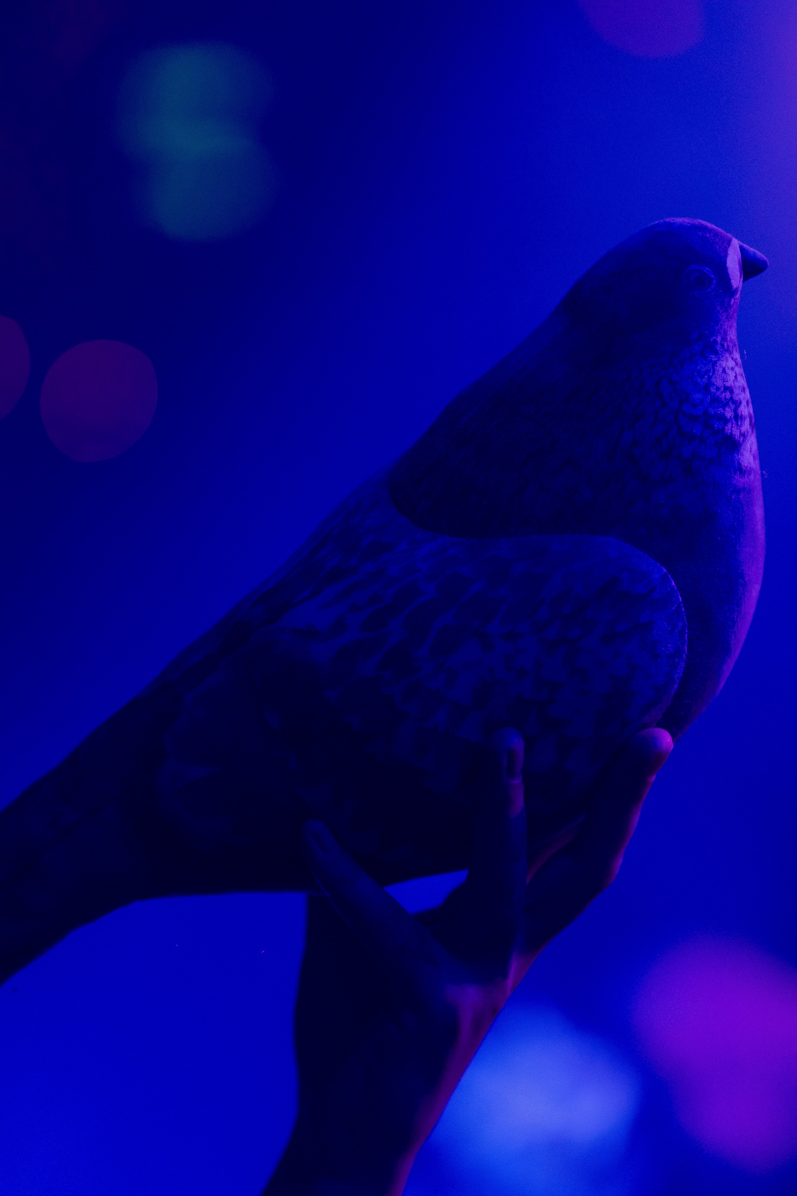 Rook's. Анастасия Паршукова — фотограф Шерегеш Новосибирск