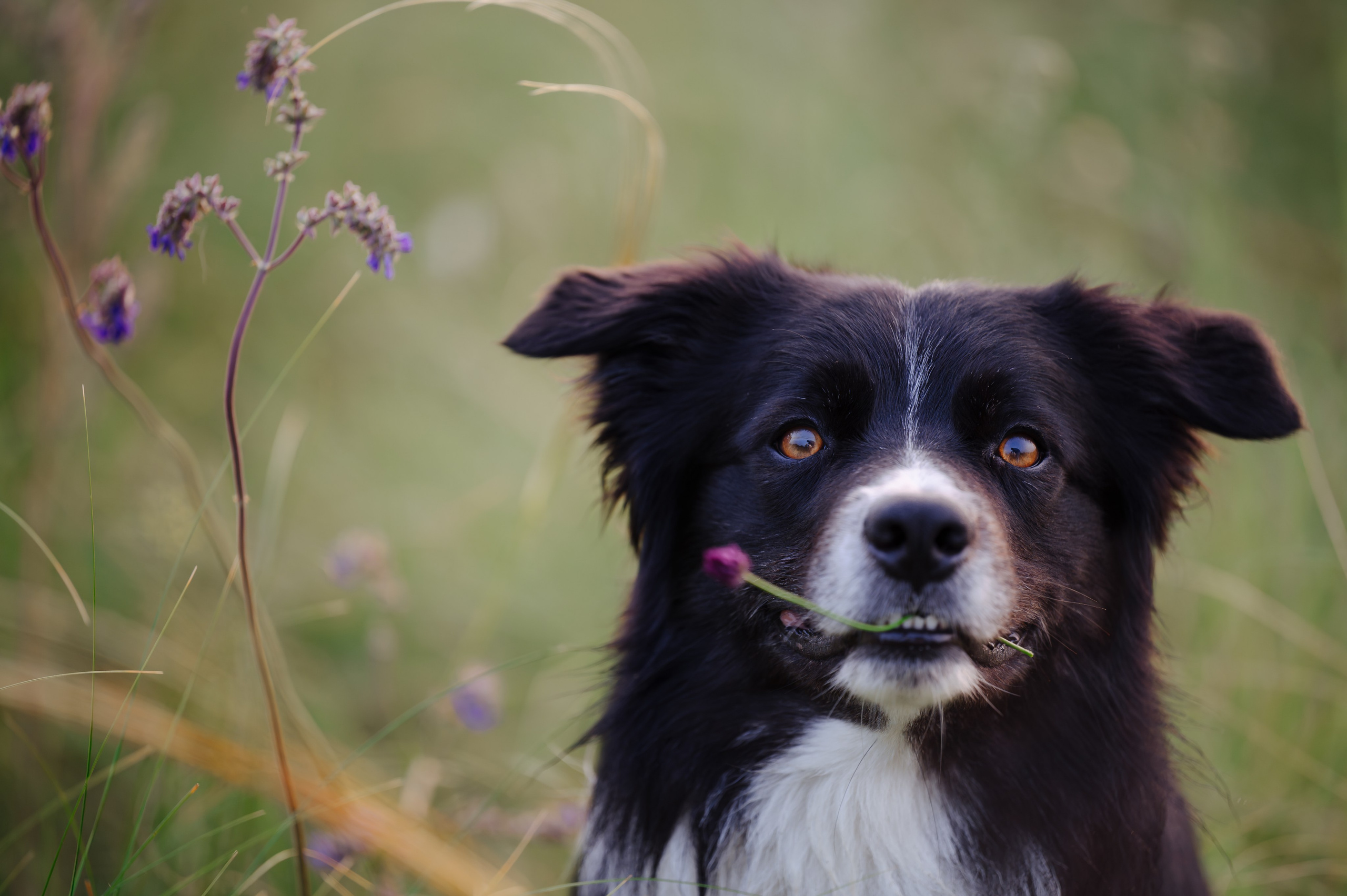 Прогулка на рассвете с бордер-колли. Фотограф в Ростове —на — Дону