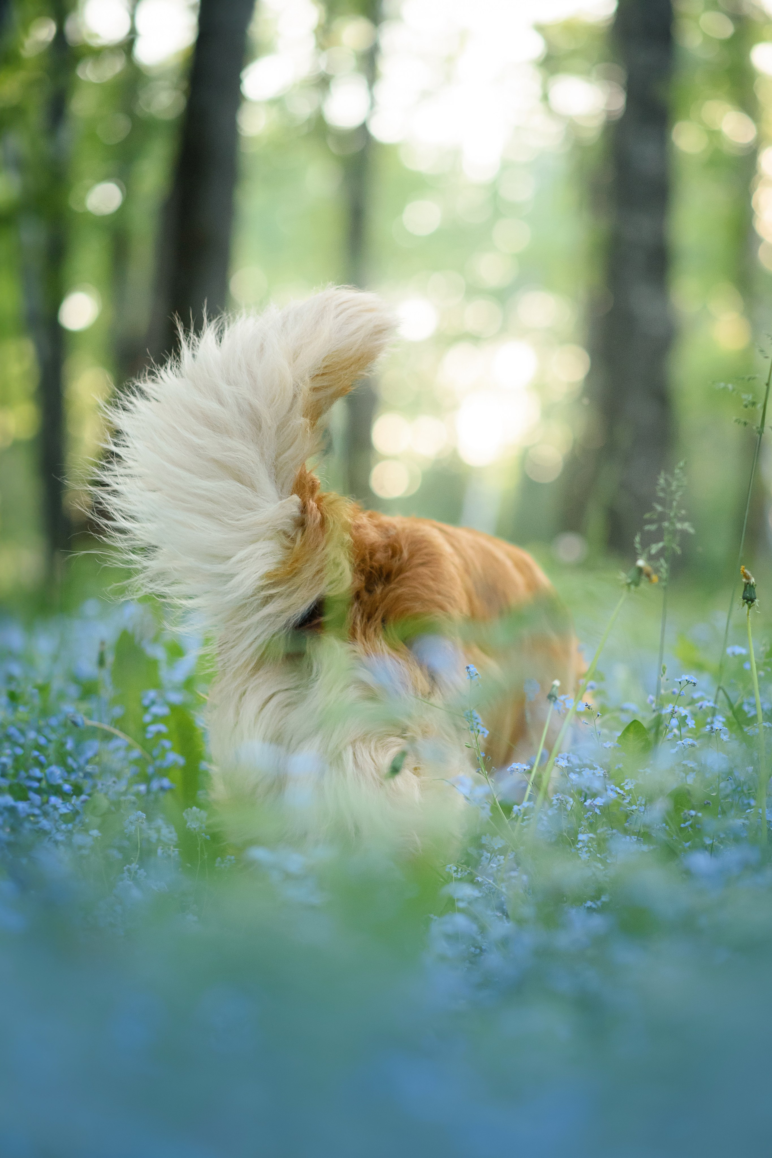 Степа, Йоки и Мята — 29.05.2024. Фотограф — Анималист | Анна Абрамова