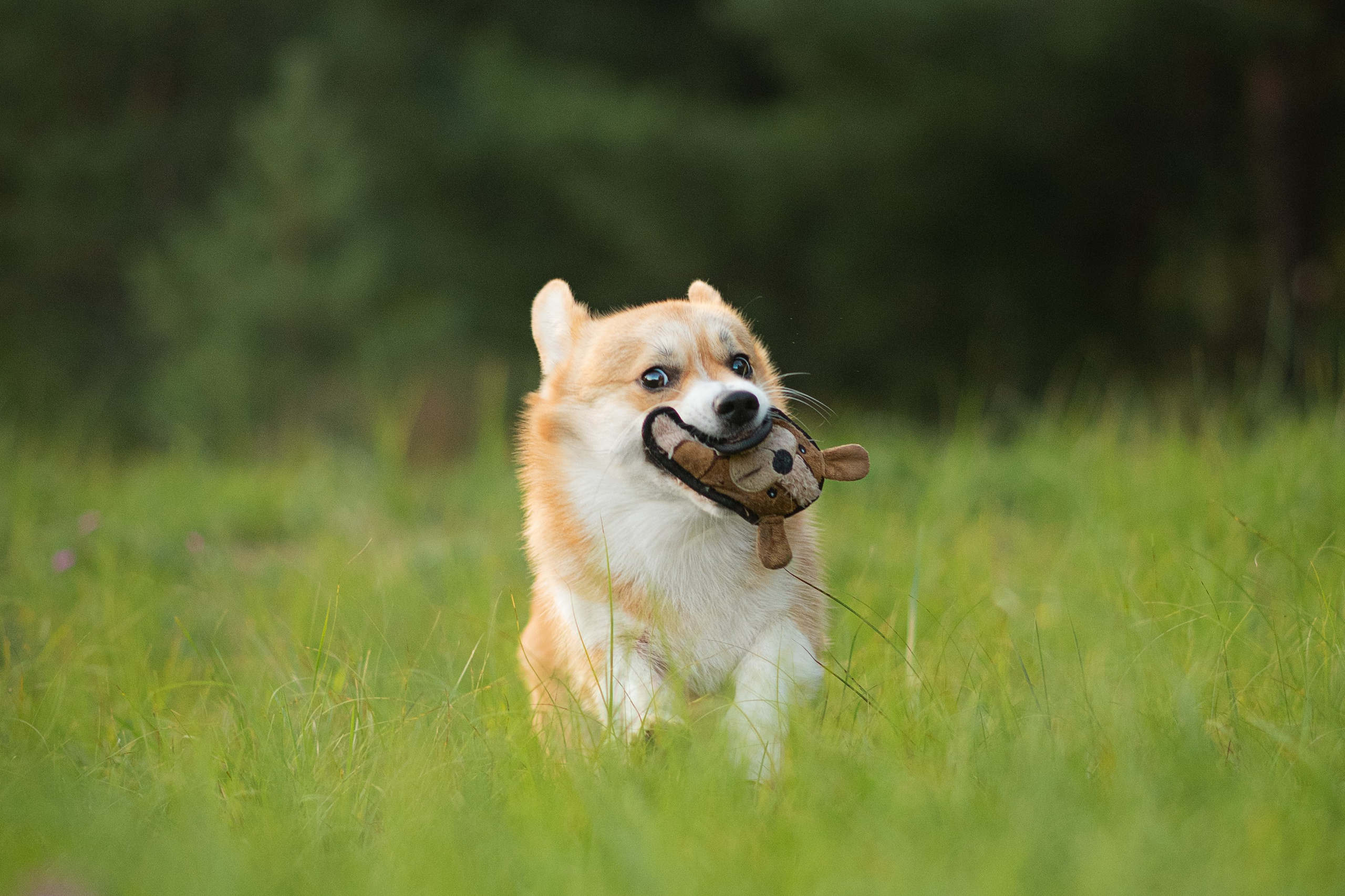 Саша, Оксана и Барни — 25.08.2024. Фотограф — Анималист | Анна Абрамова