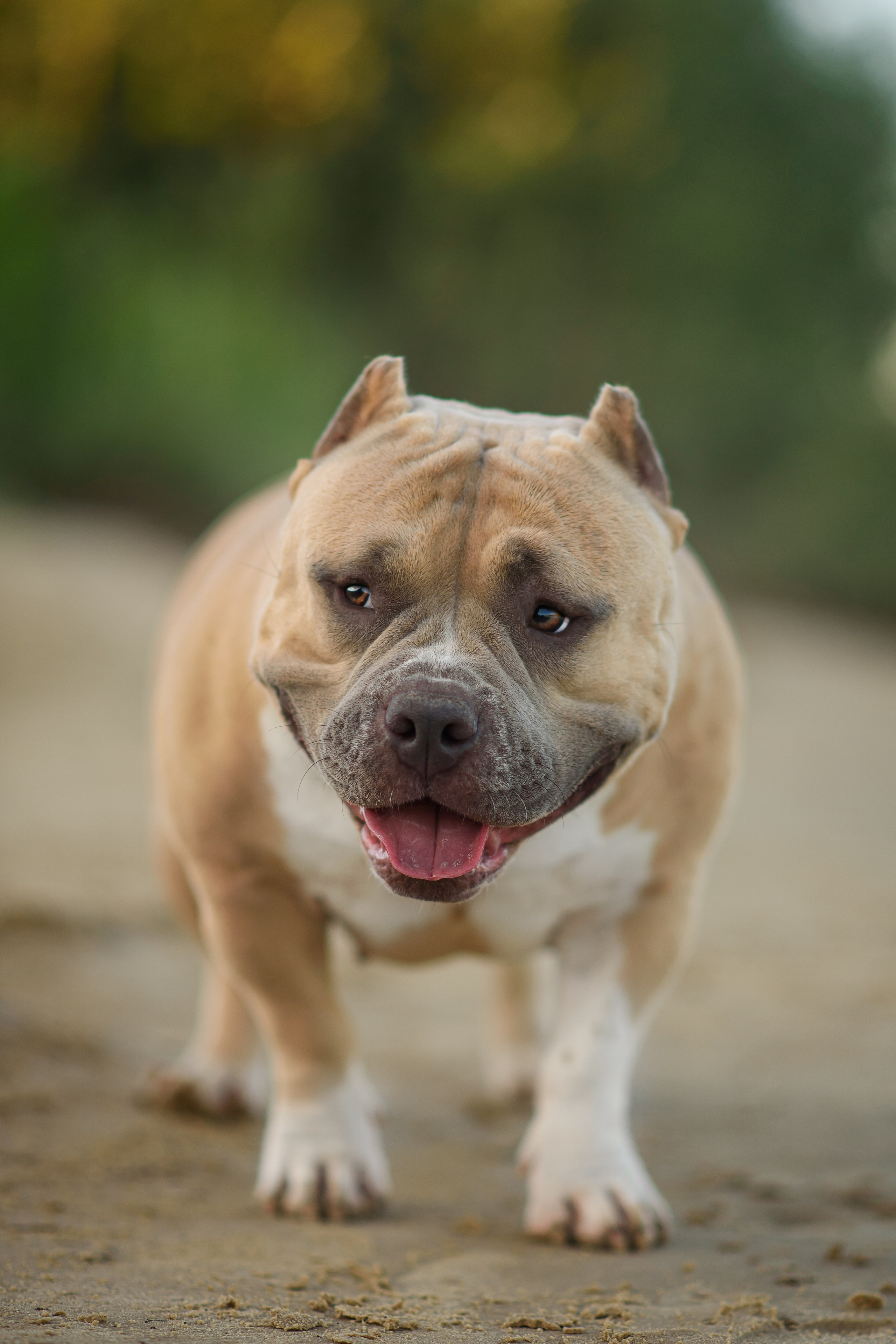 Тея — Амбулли — 23.07.2024. Фотограф — Анималист | Анна Абрамова