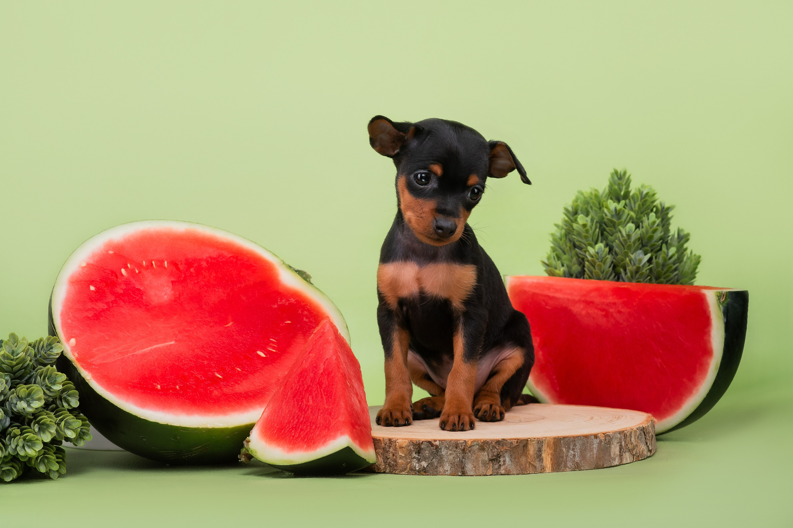 Малыши пражских крысариков — 30.07.2025. Фотограф — Анималист | Анна Абрамова