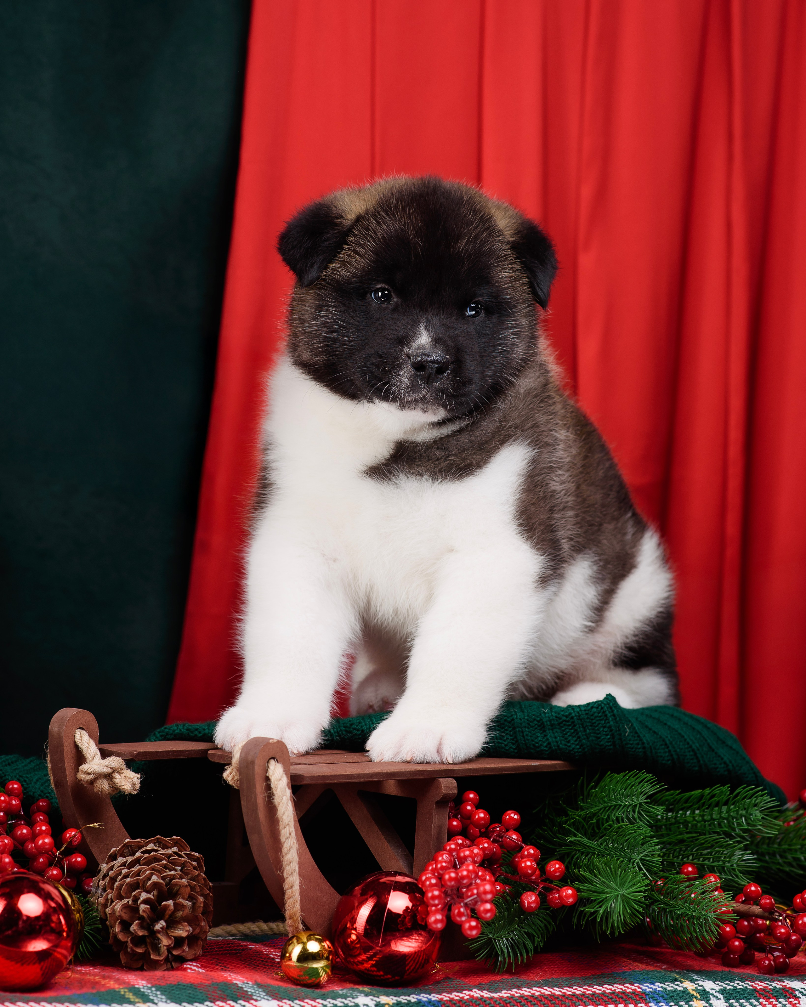 Щенки Американской Акиты. Фотограф — Анималист | Анна Абрамова