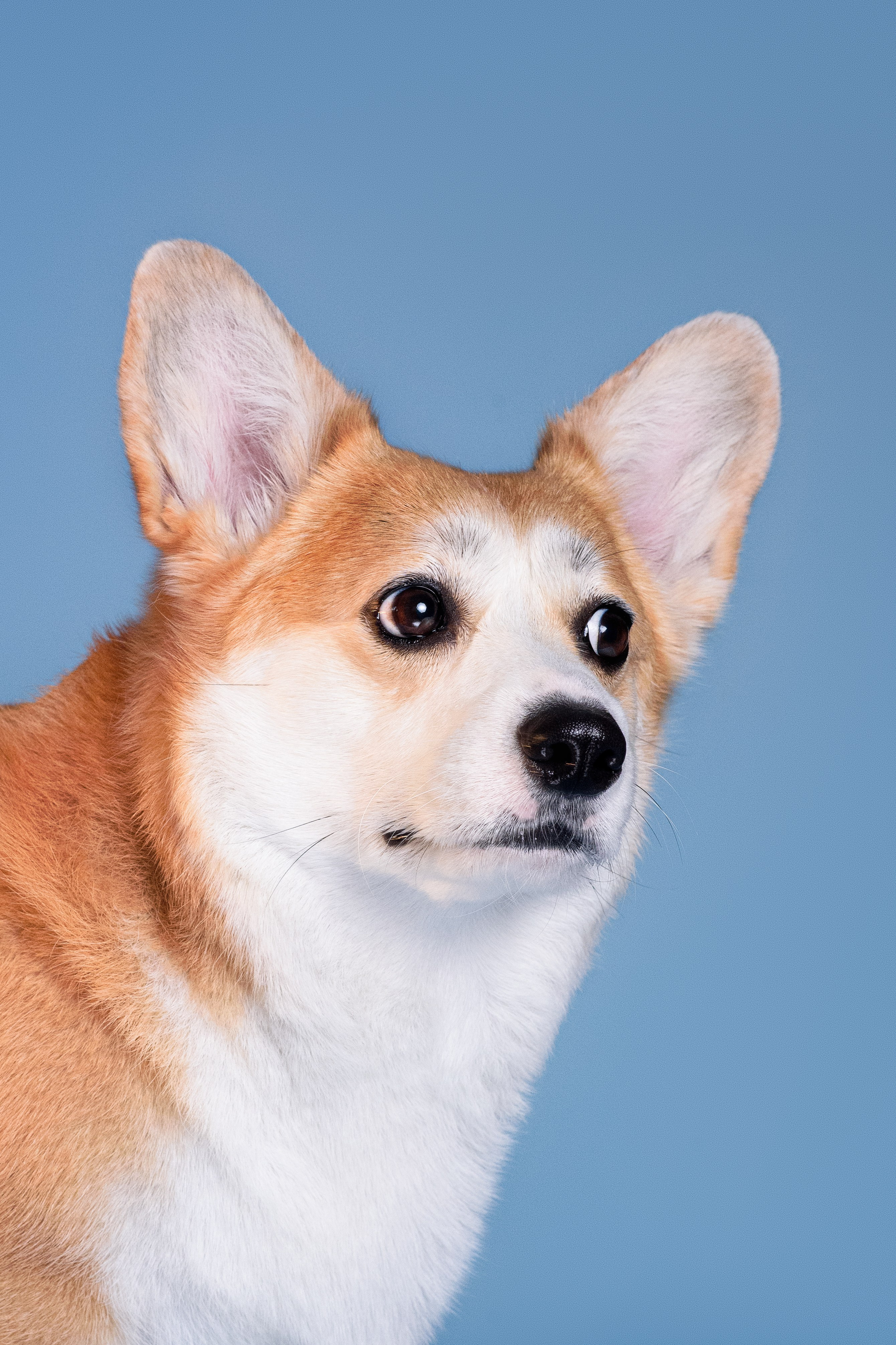 Лея съемка на однотонном фоне — 2024. Фотограф — Анималист | Анна Абрамова