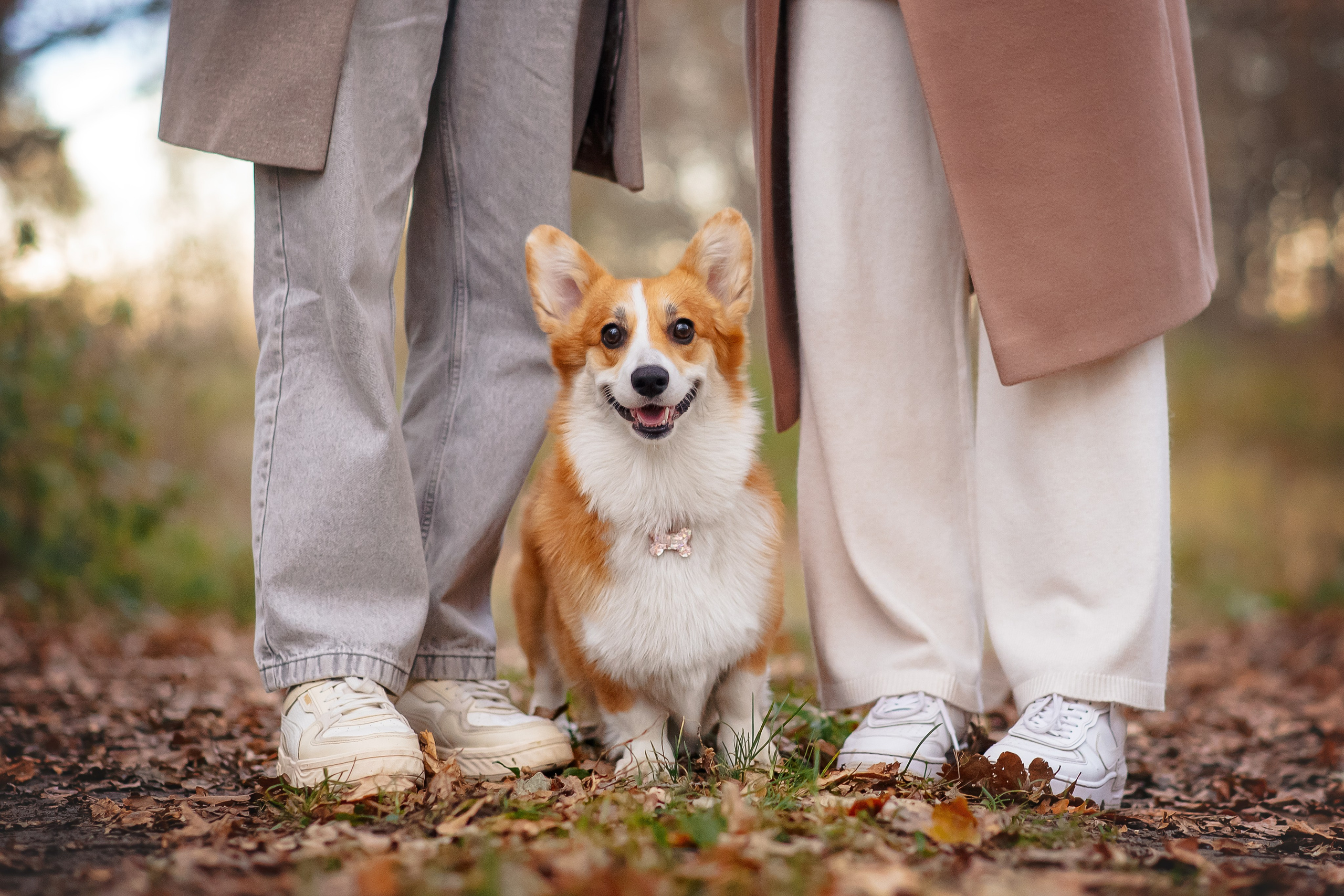 Максим, Аня и Челси — 19.10.2024. Фотограф — Анималист | Анна Абрамова