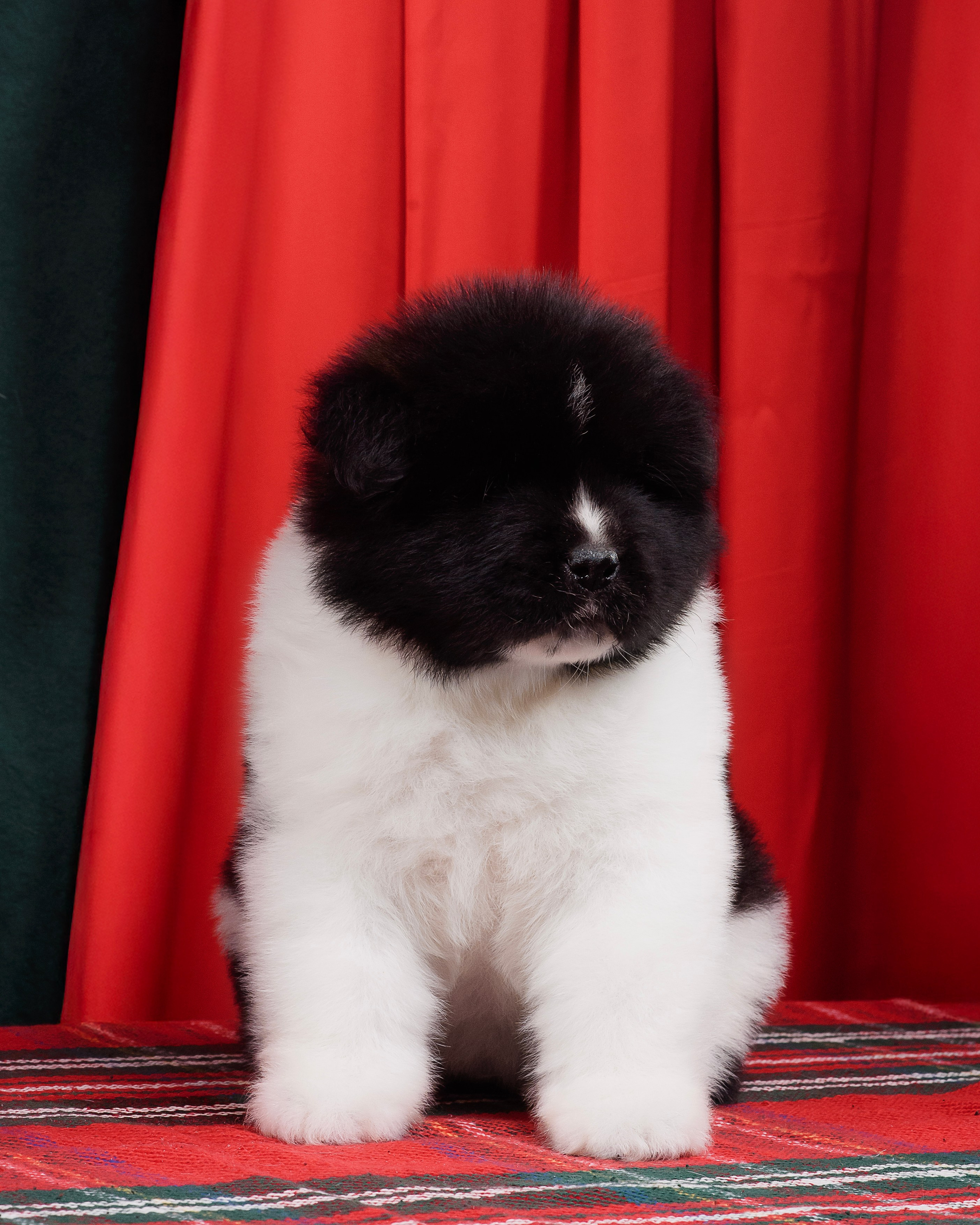 Щенки Американской Акиты. Фотограф — Анималист | Анна Абрамова