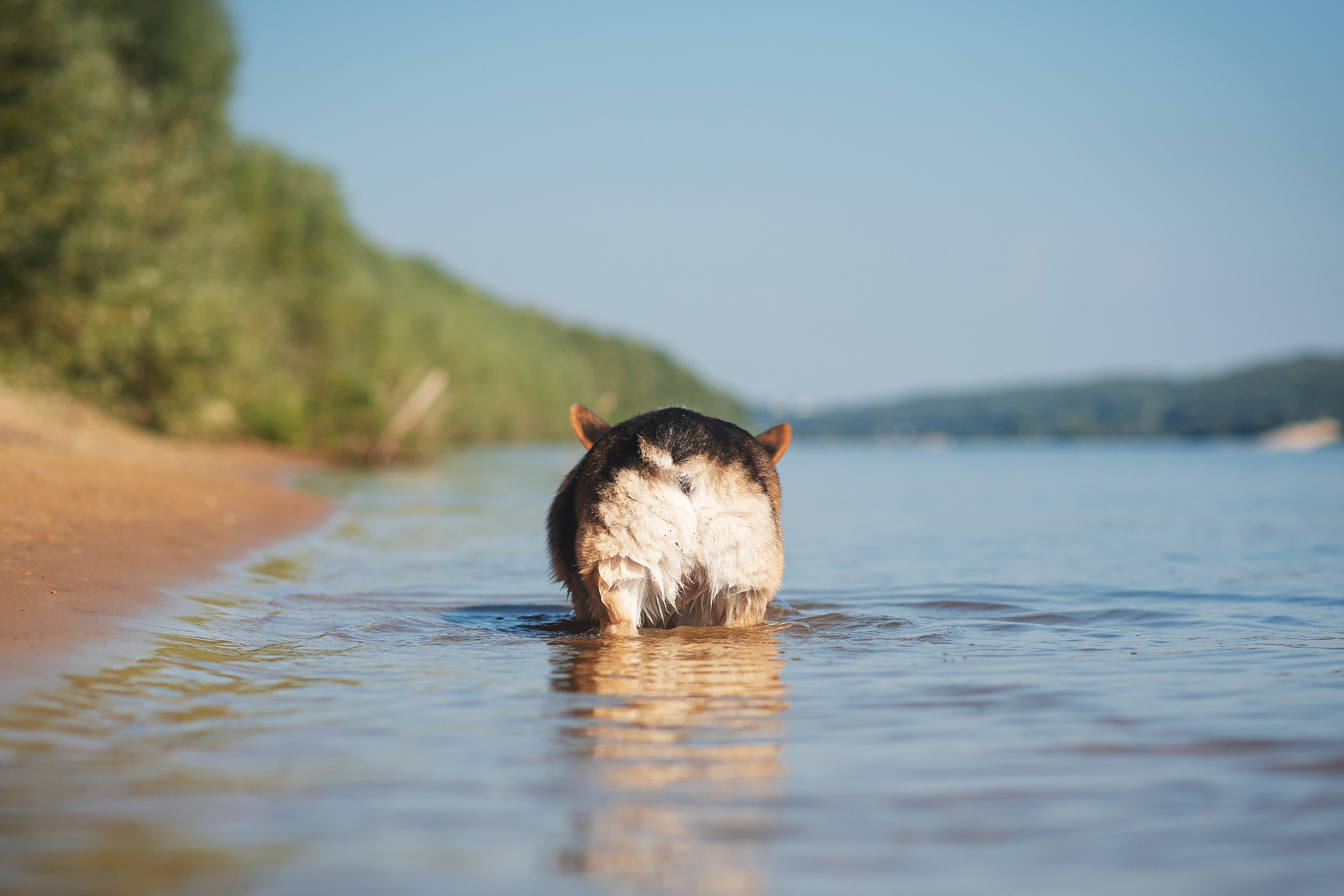 Майк и Лея — 29.08.2024. Фотограф — Анималист | Анна Абрамова