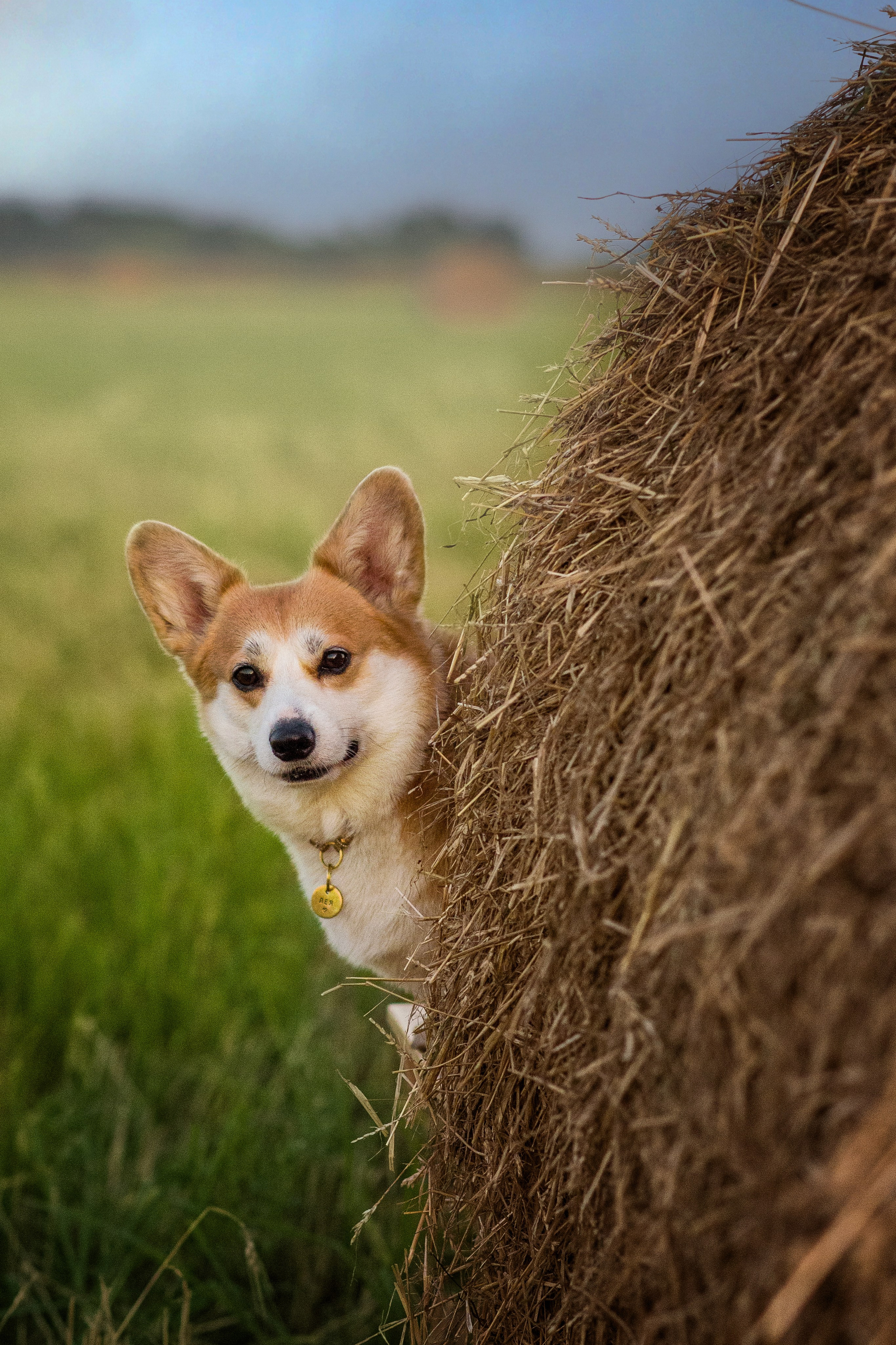 Лея и тюки — 10.08.2023. Фотограф — Анималист | Анна Абрамова