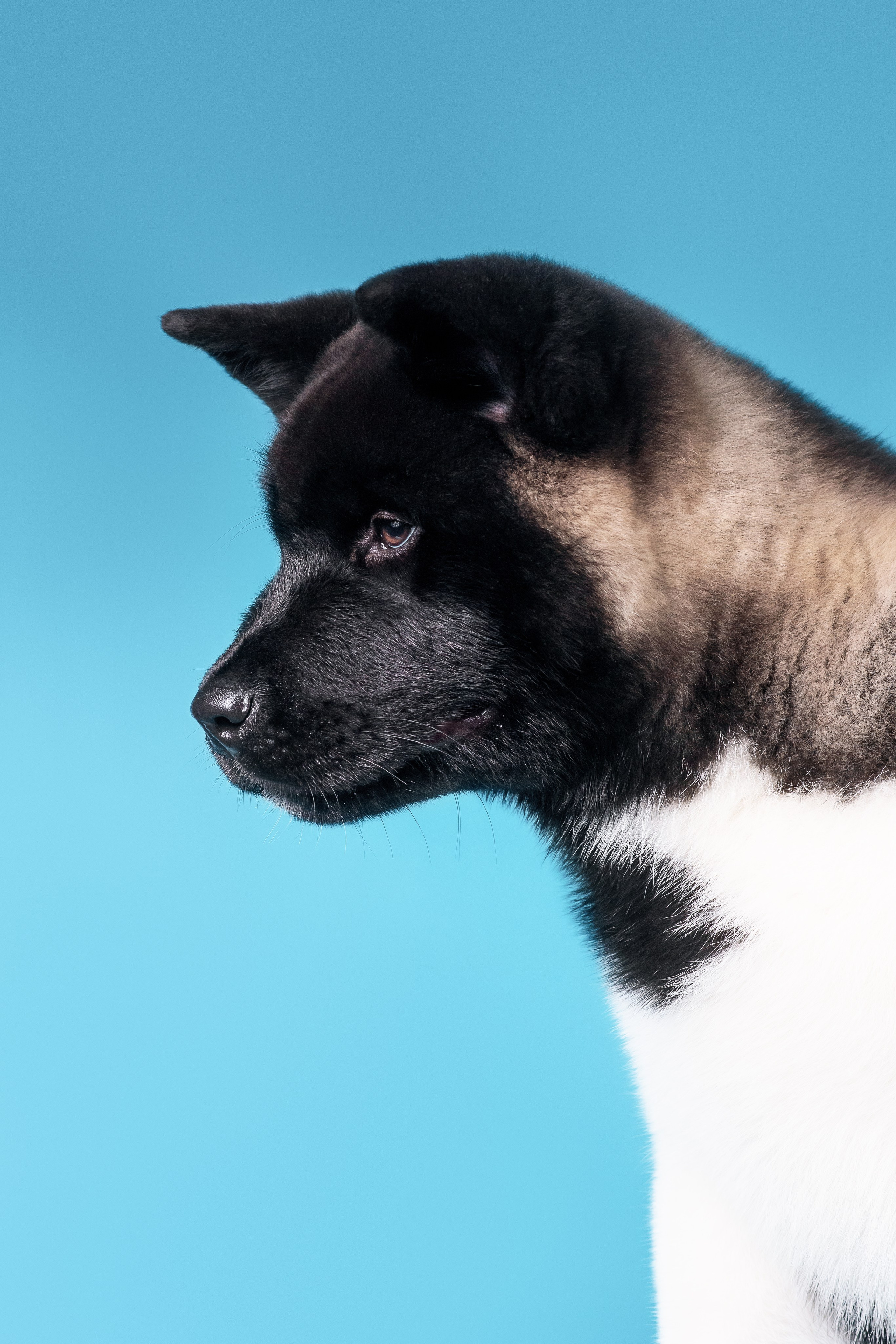 Илон и Оскар — 17.01.2025. Фотограф — Анималист | Анна Абрамова