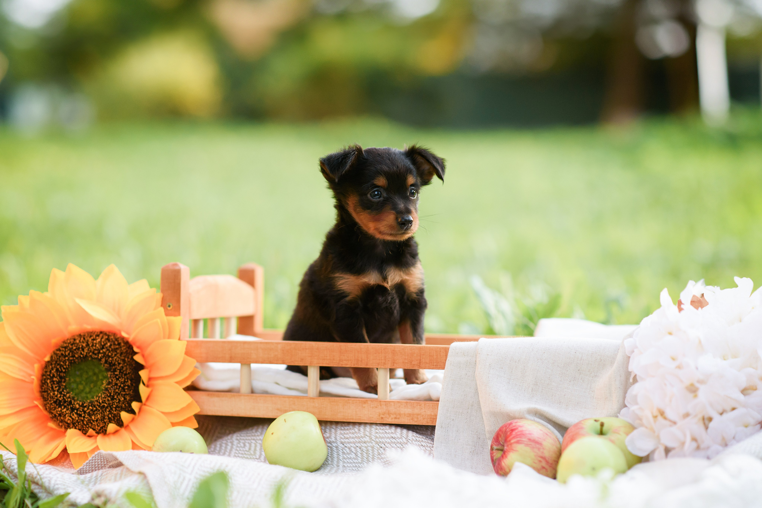 Щенки Пражских крысариков — 03.08.2024. Фотограф — Анималист | Анна Абрамова
