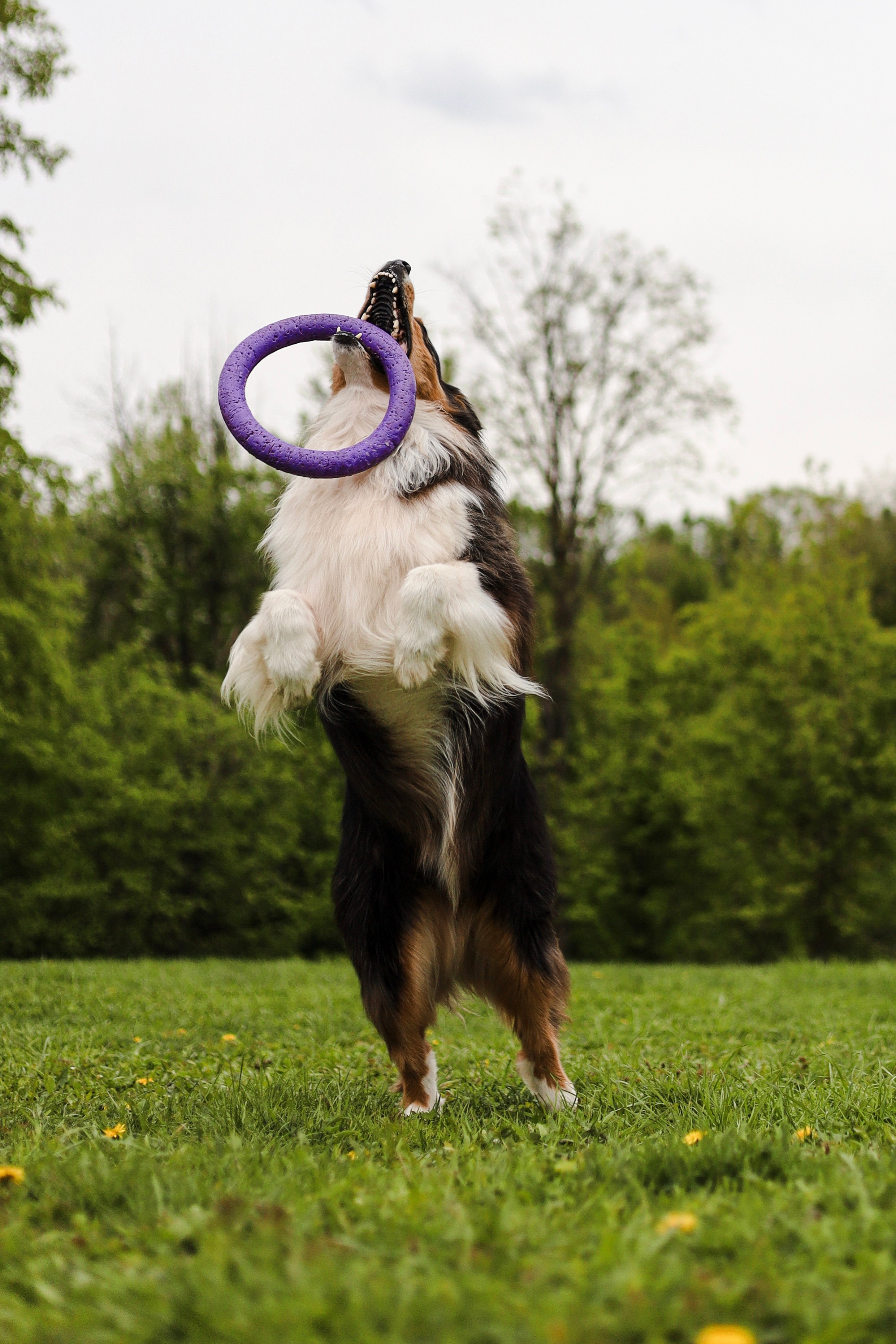 Келли и Света. Фотограф-анималист Ксения Шевцова|Москва