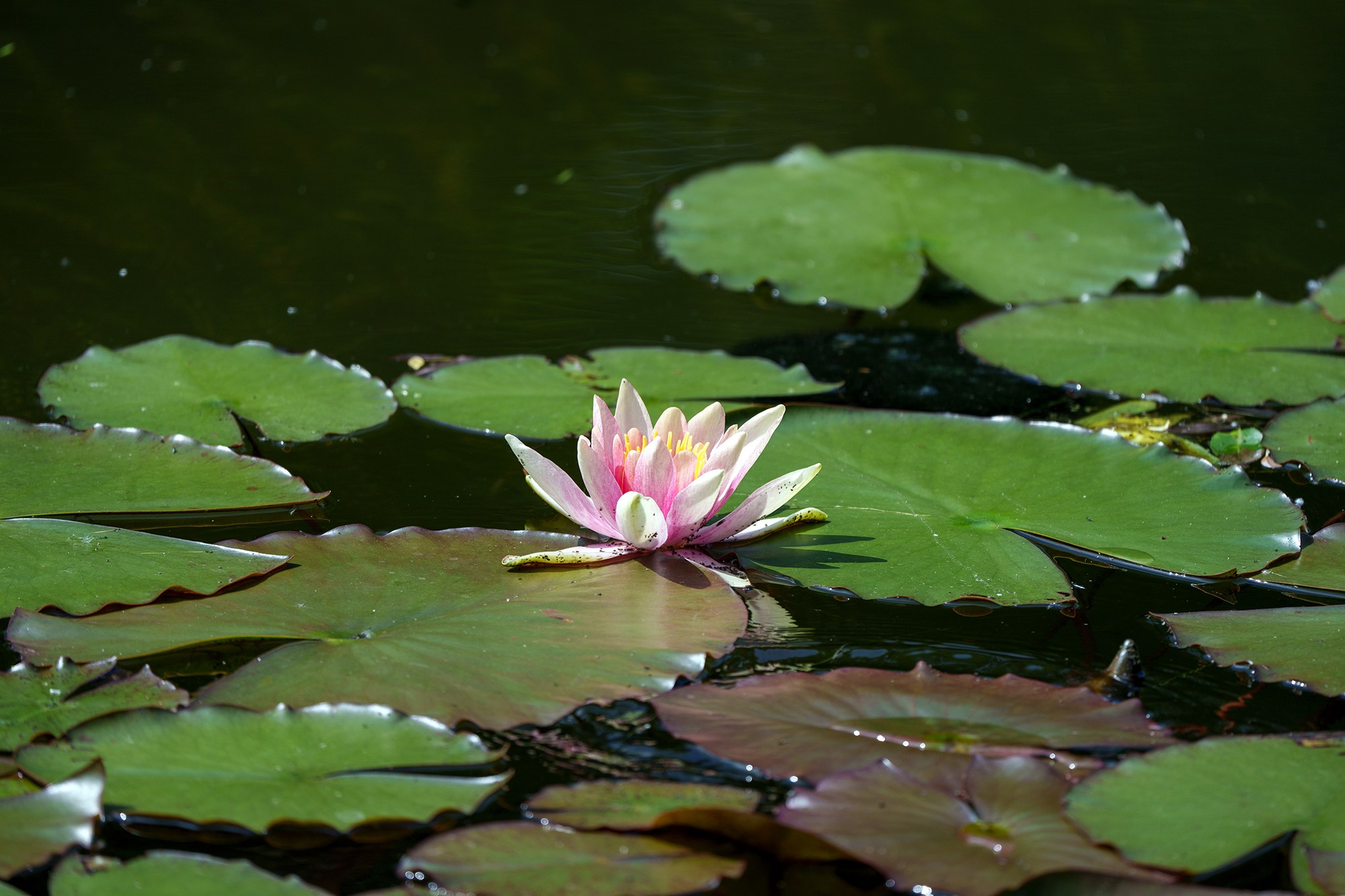 Цветы. Ваш личный фотограф Марина Волкова