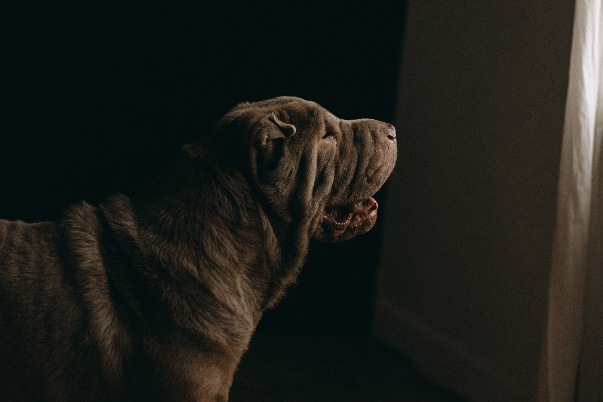 Ульяна и Вагнер. Фотограф — Анималист | Санкт-Петербург