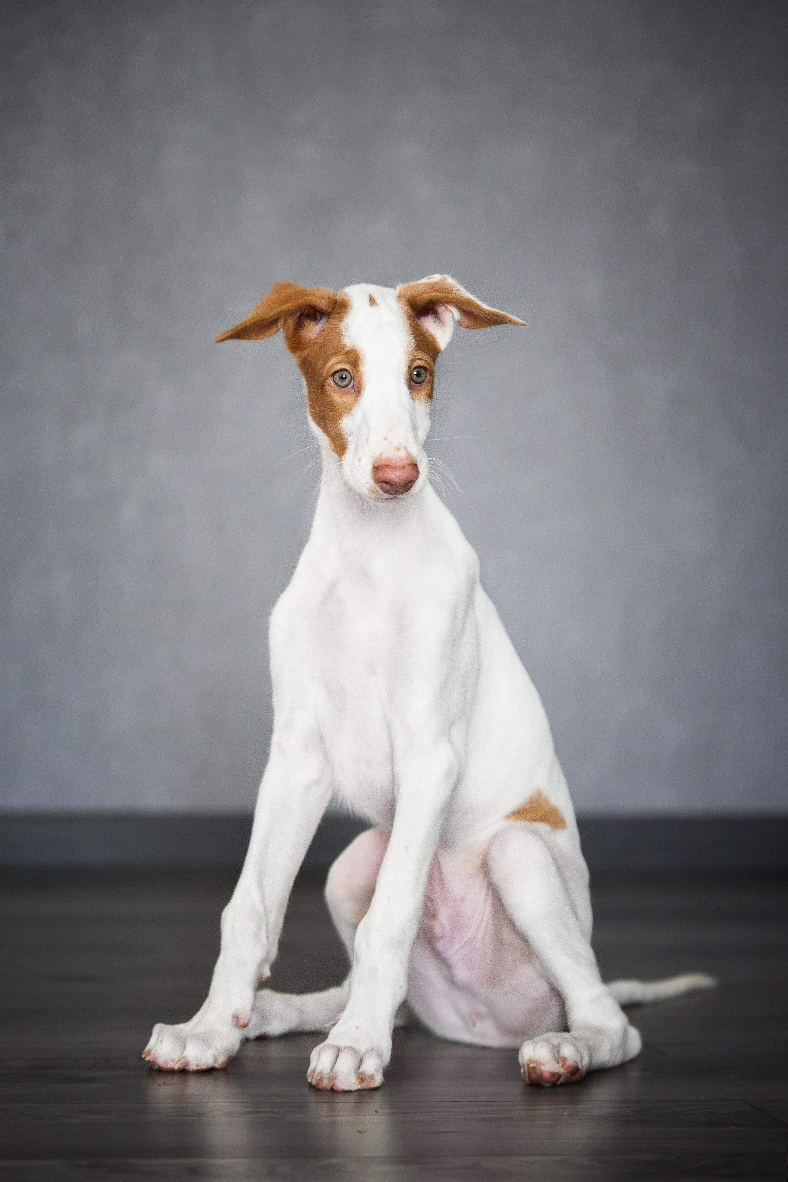 Поденко Ибиценко. Https://moshkovaphoto.ru/