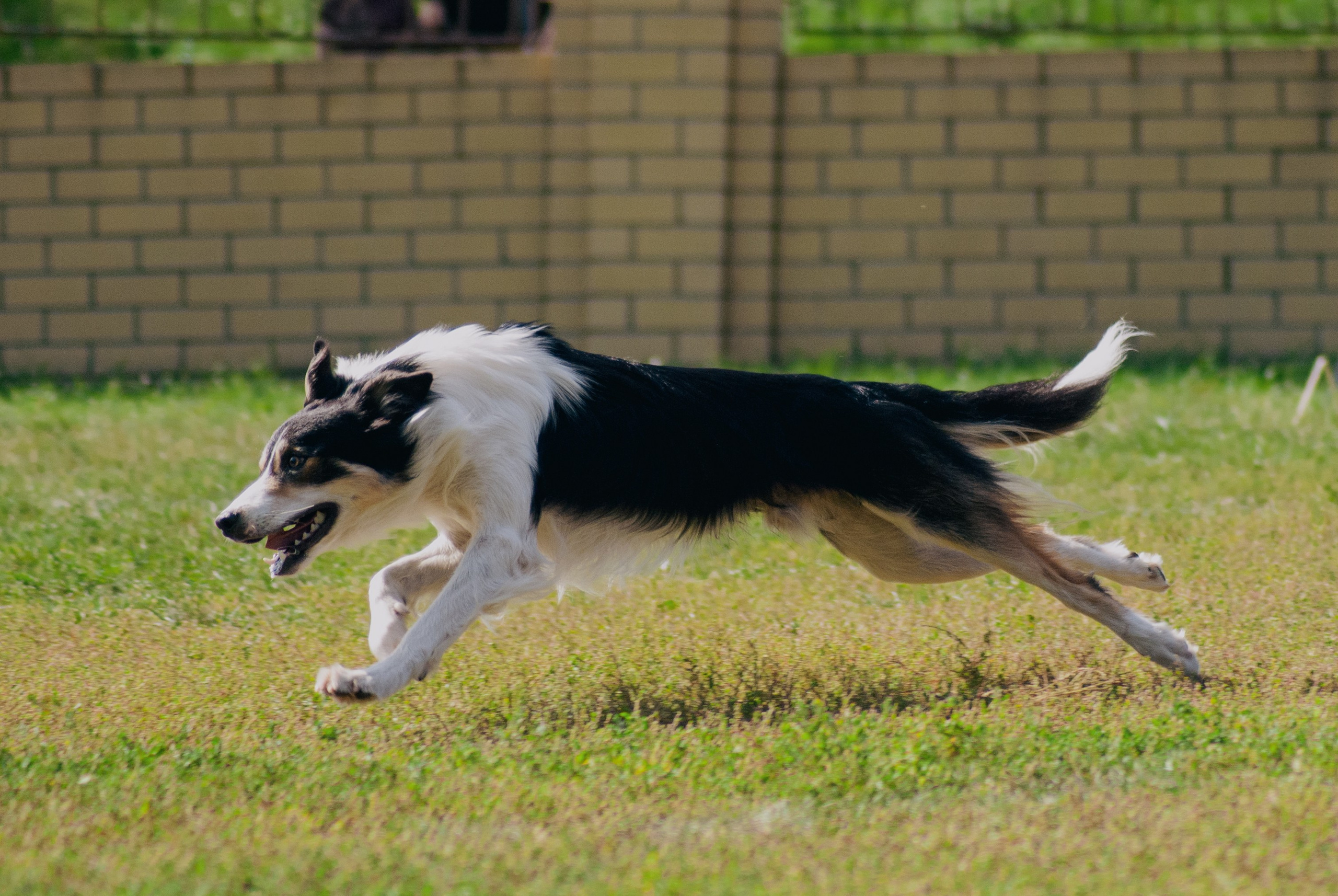 Аджилити. Фотограф в Тюмени Лизавета Сапицкая