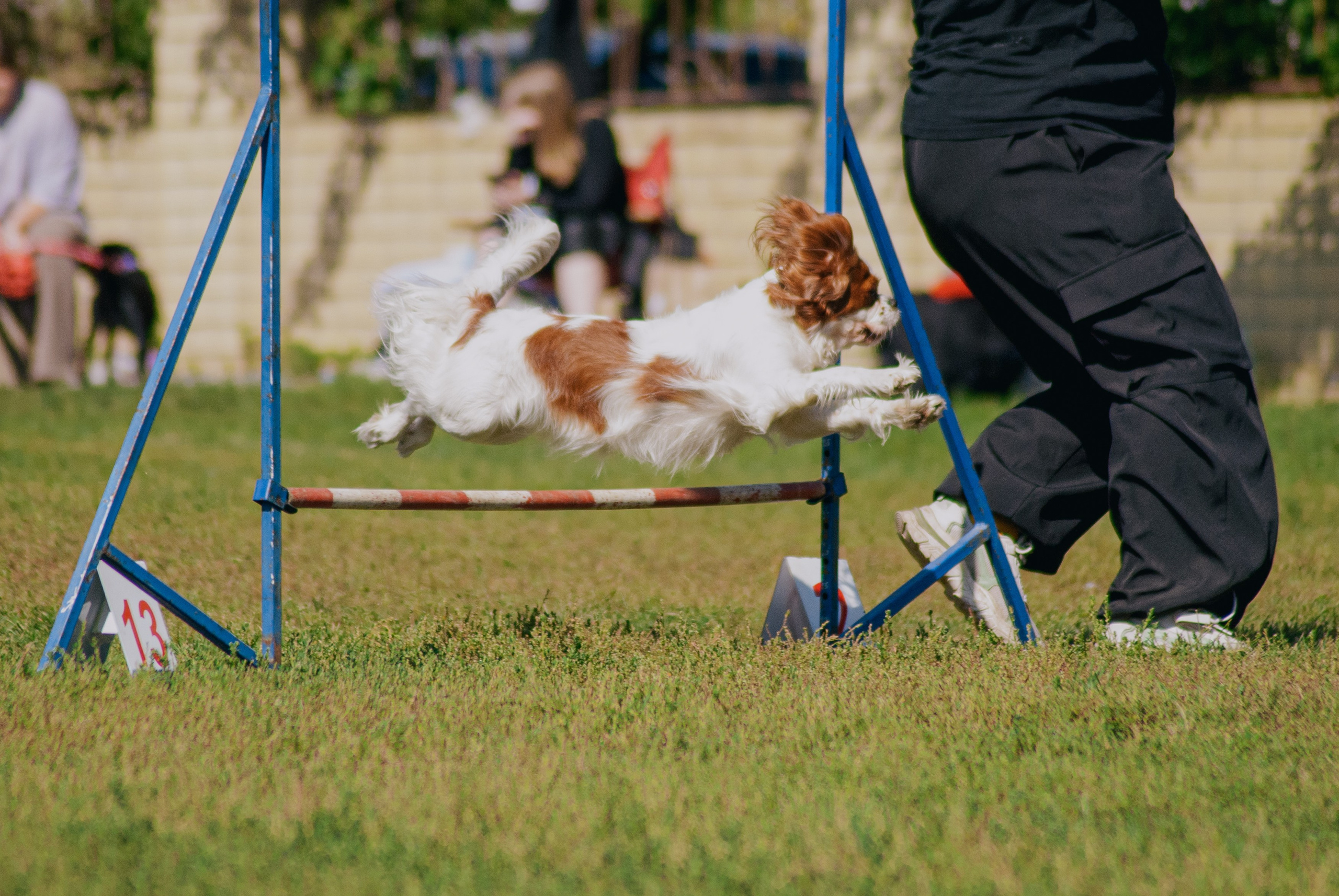 Аджилити. Фотограф в Тюмени Лизавета Сапицкая