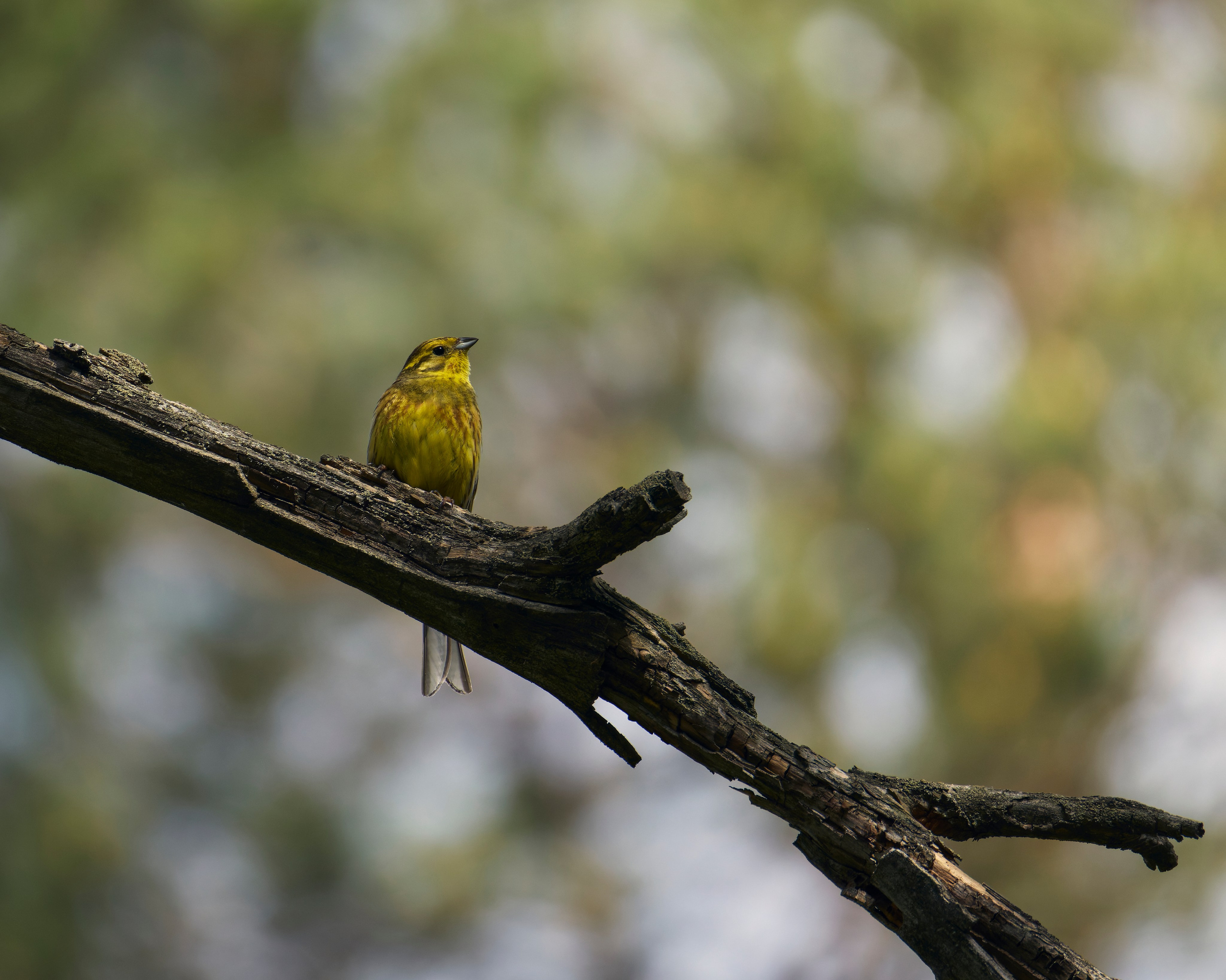 Voronezh 2026. Anton Chernov | Wildlife photographer